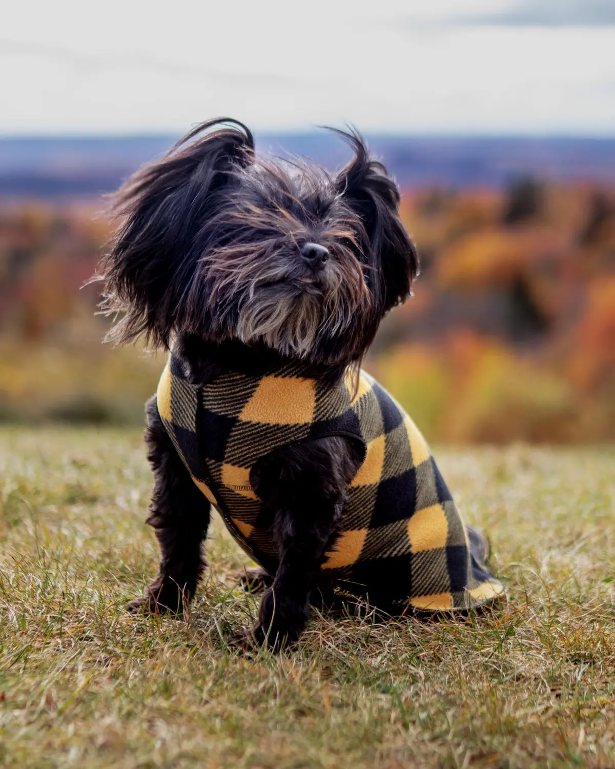 Stretch Fleece Pullover In Yellow Buffalo Plaid (Made In The Usa) 1