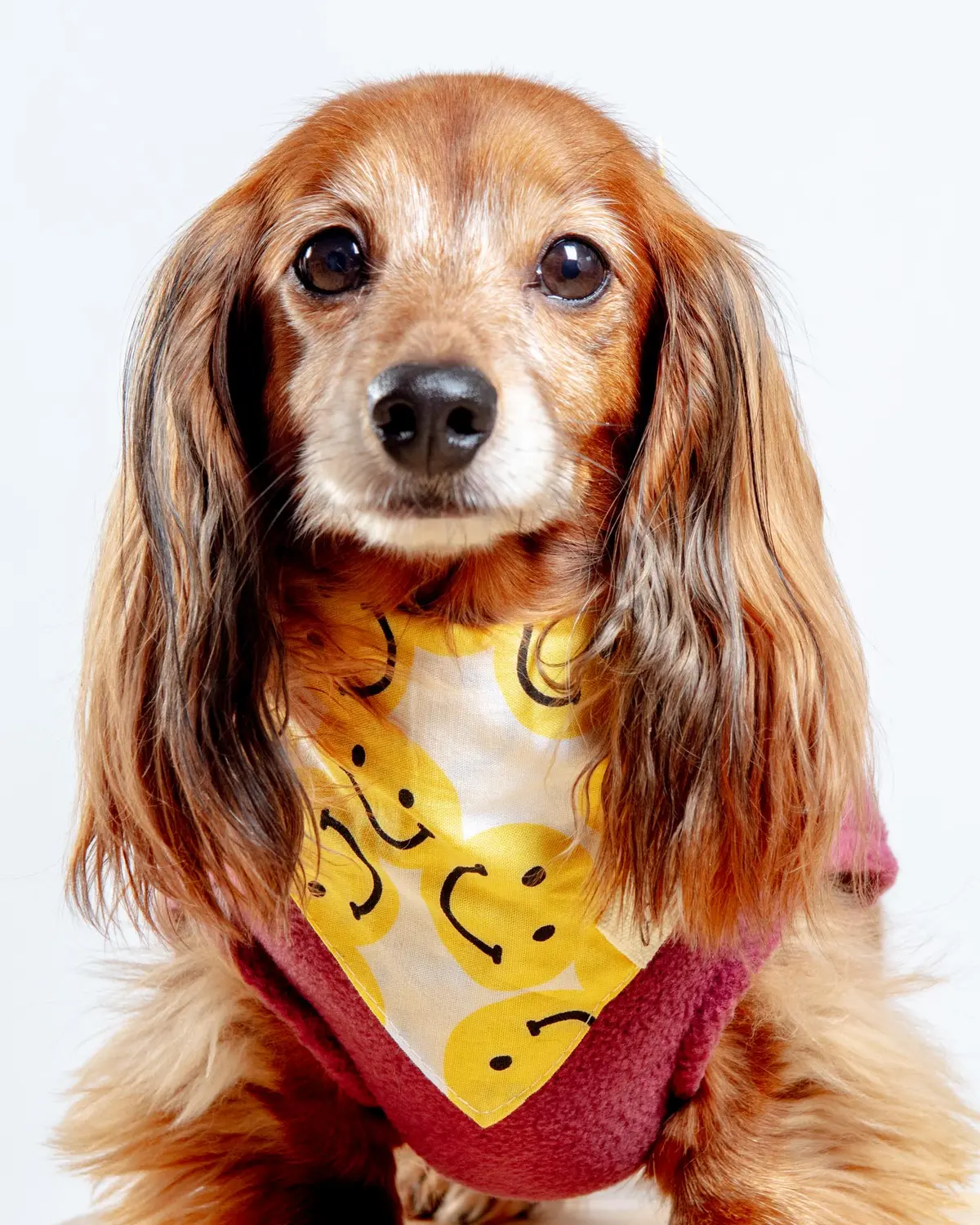 Smile Dog Bandana 1