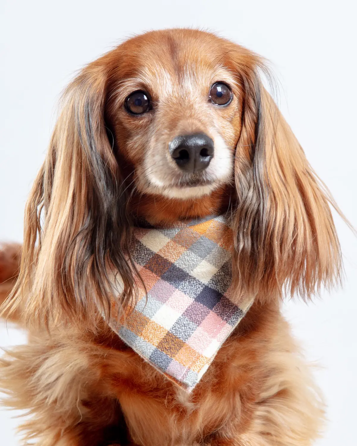 Aspen Flannel Dog Bandana (Made In The Usa) 1