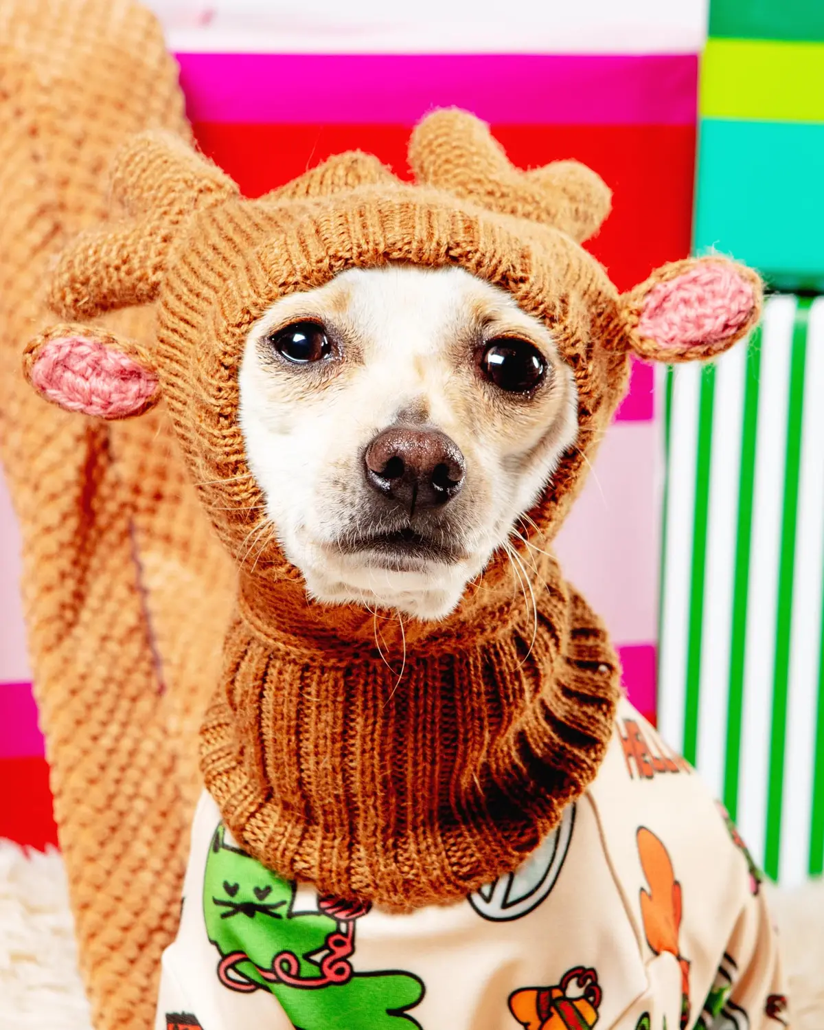 Reindeer Knit Hat For Dogs (Final Sale) 1