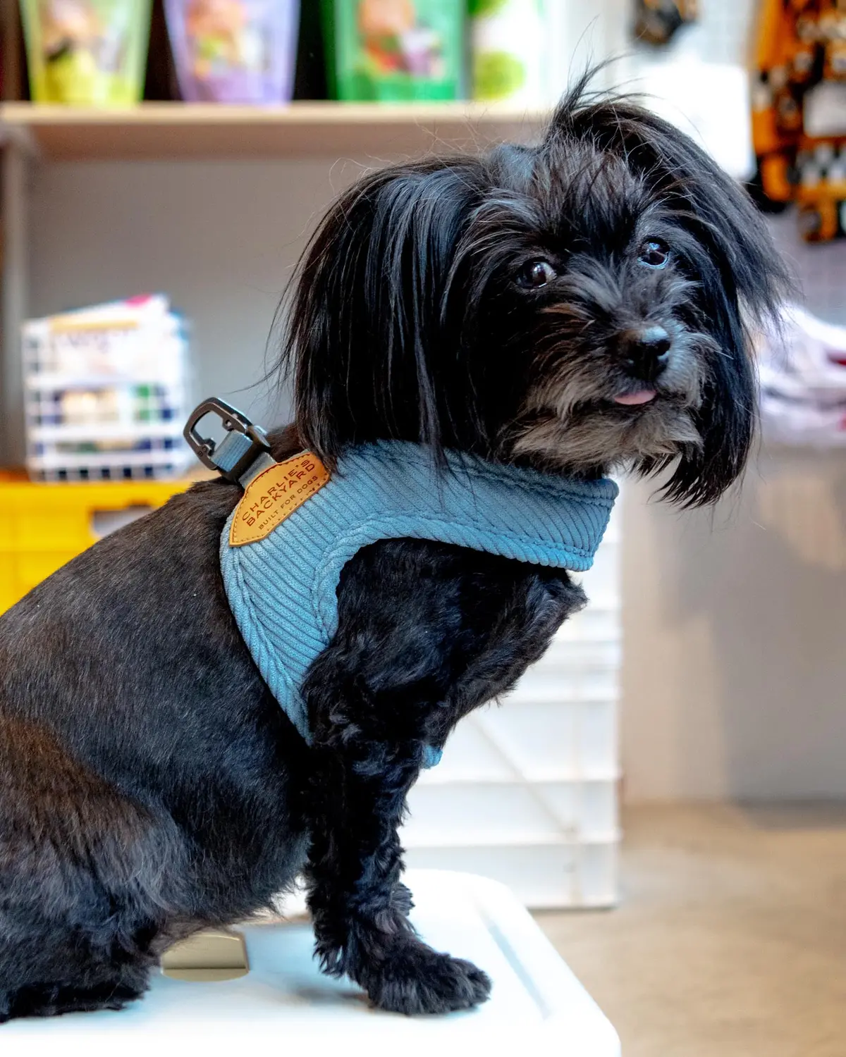"Roy" Corduroy Buckle Up Easy Dog Harness In Baby Blue 1