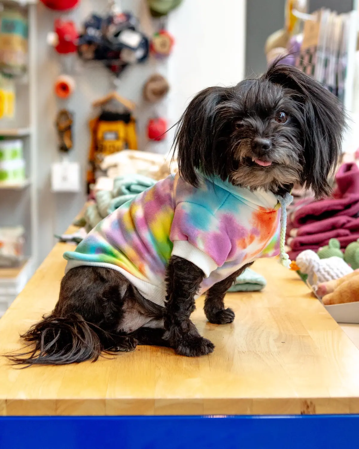 Tie Dye Dog Hoodie In Pastel Rainbow (Final Sale) 1