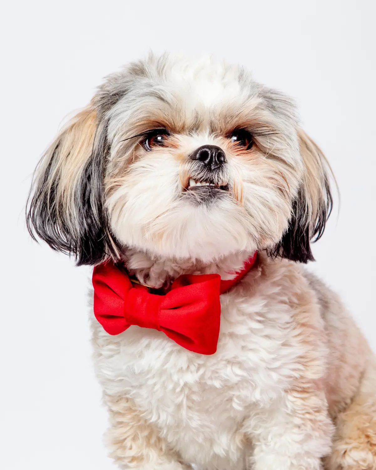 Cranberry Velvet Dog Bow Tie (Made In The Usa) 1