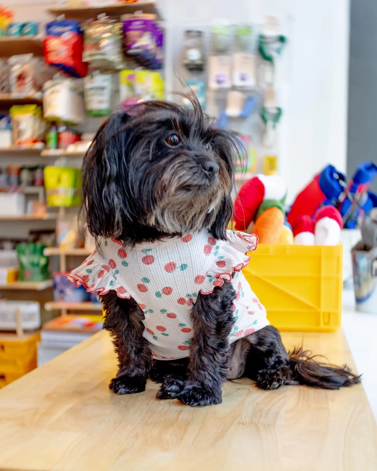 Cool Cherry Shoulder Frill Dog Shirt (Final Sale) 1