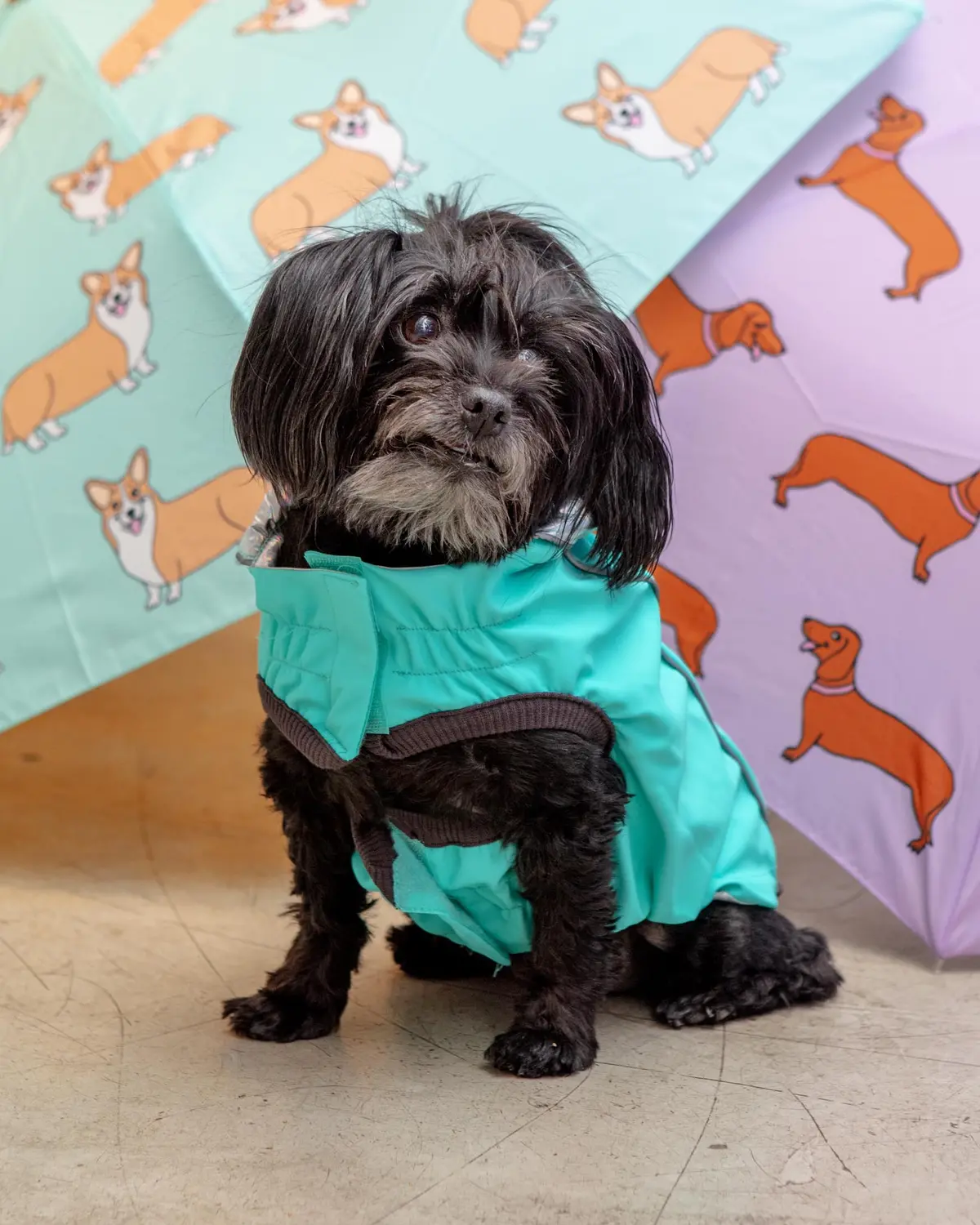 Reversible Waterproof Dog Raincoat In Iridescent + Turquoise 1