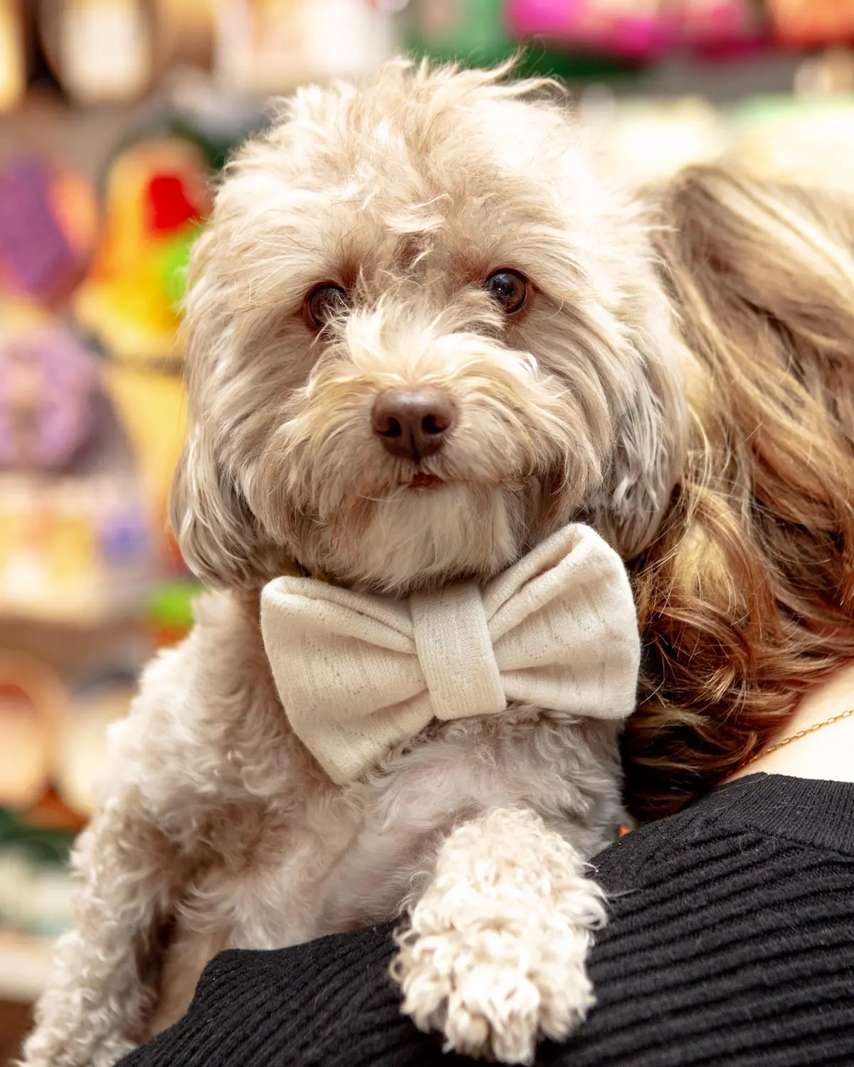 Cream Dog Bow-Tie (Final Sale) 1