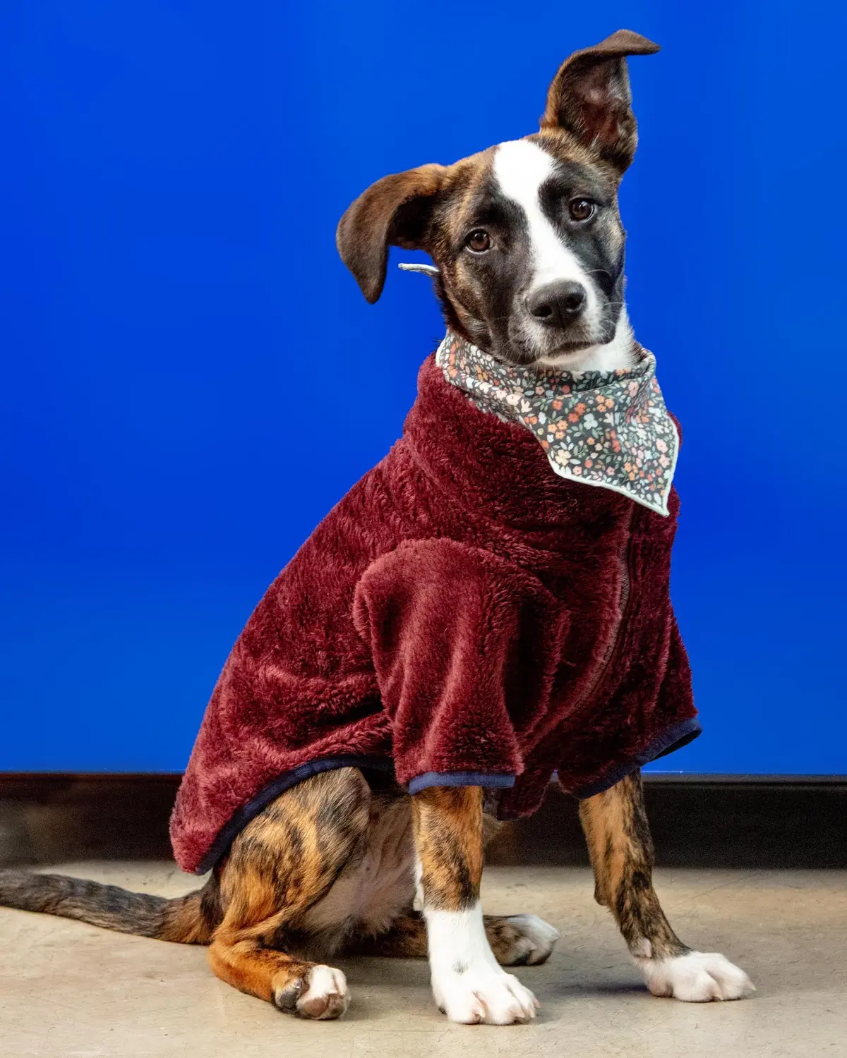 Zippy Dog Fleece In Burgundy (Final Sale) 1