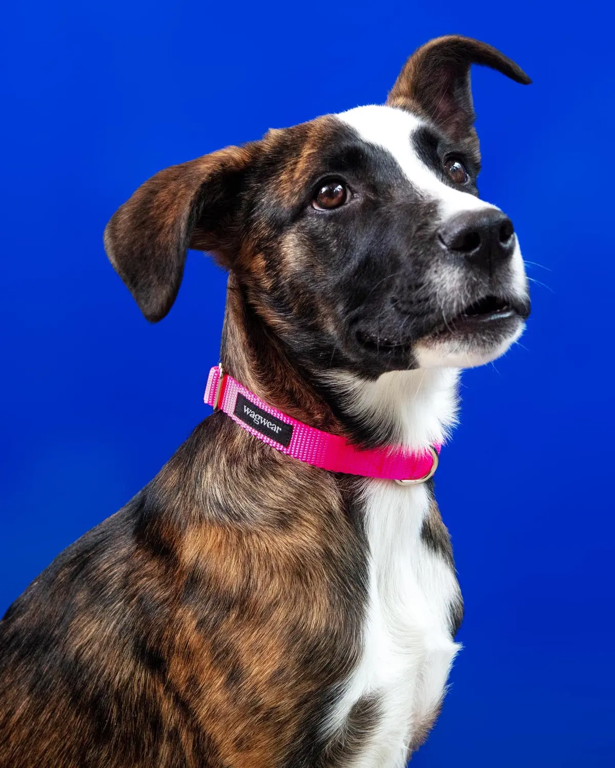 Nylon Metropolitan Collar In Neon Pink (Made In The Usa) 1