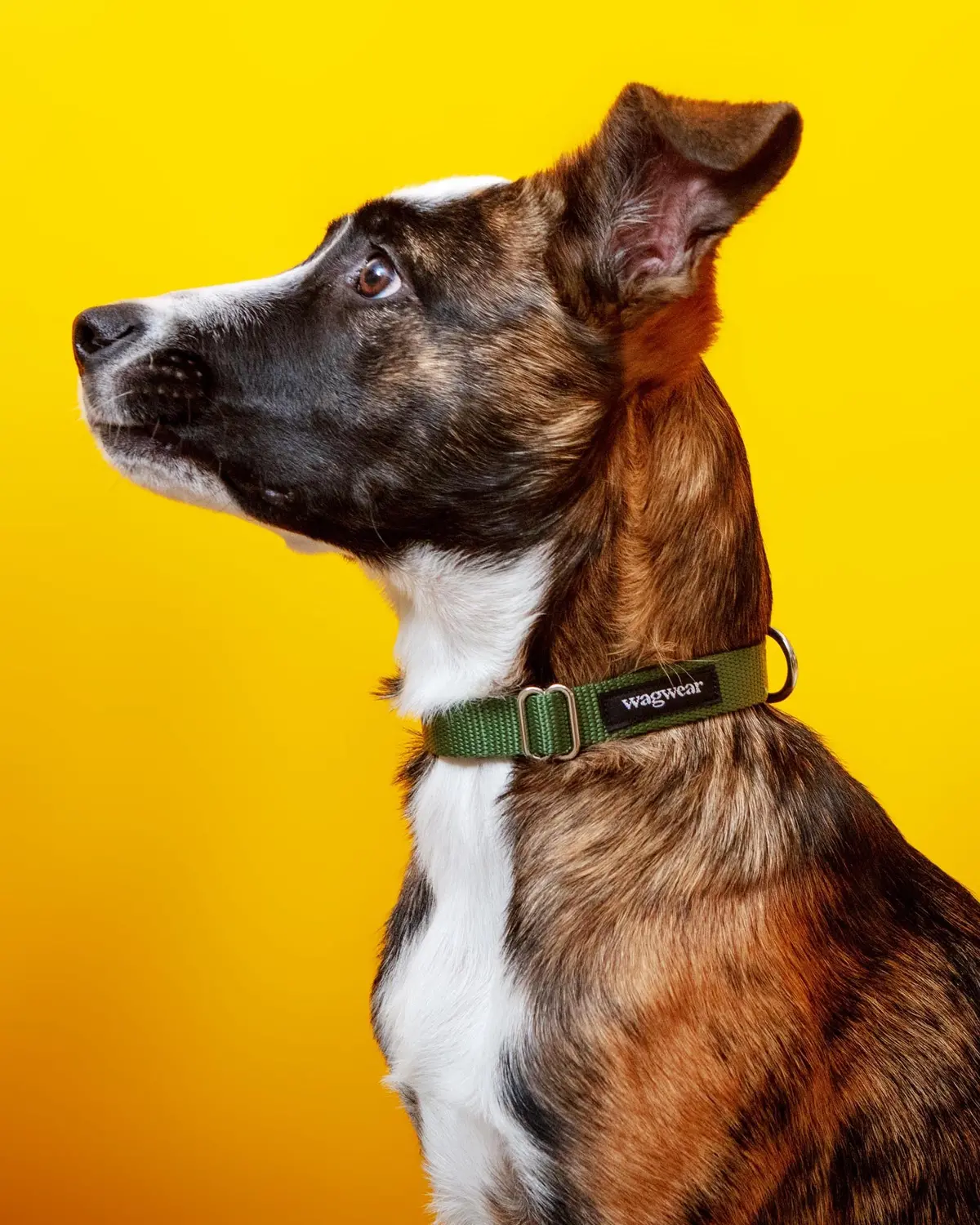 Nylon Metropolitan Collar In Olive Green (Made In The Usa) 1