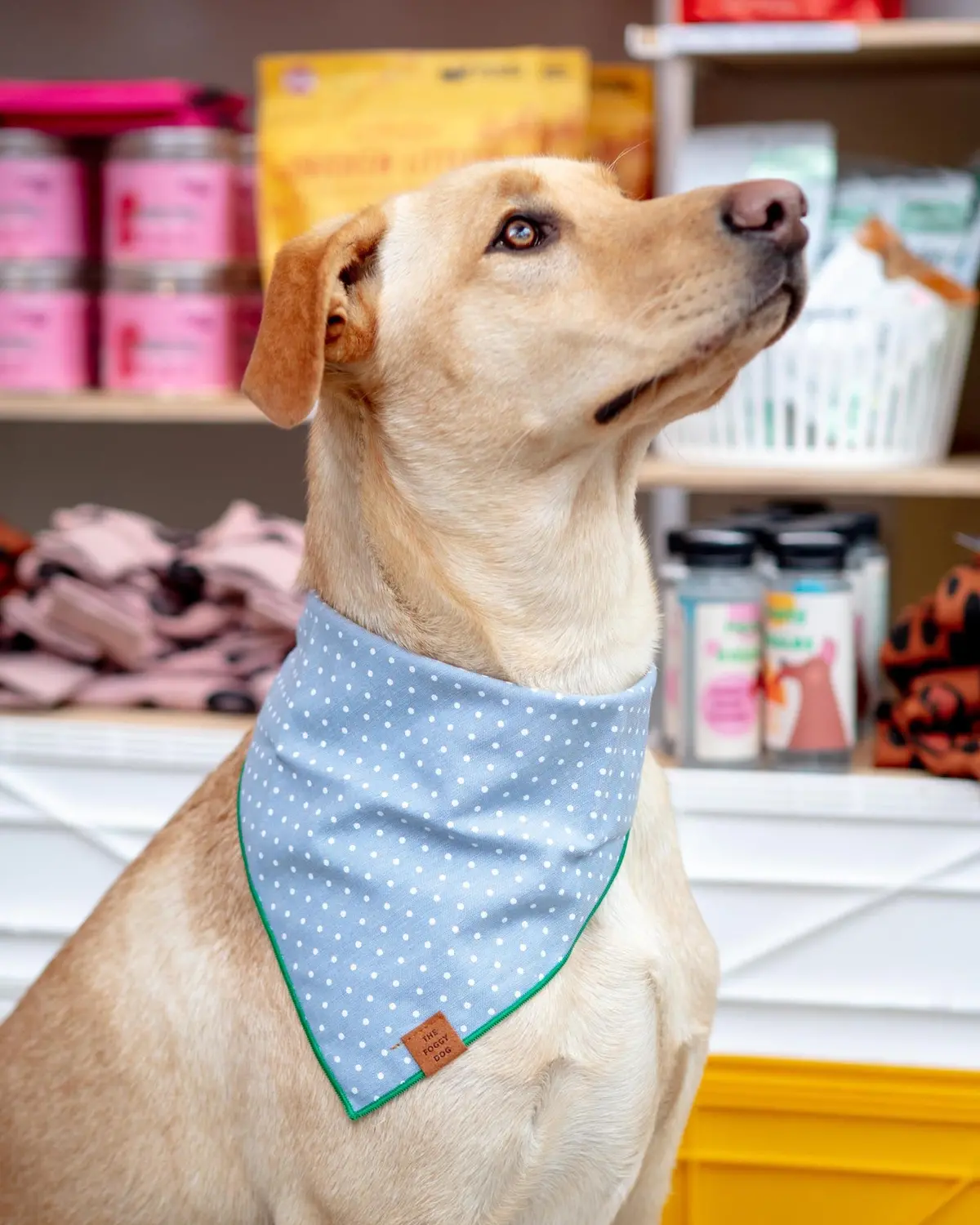 Chambray Dots Dog Bandana 1
