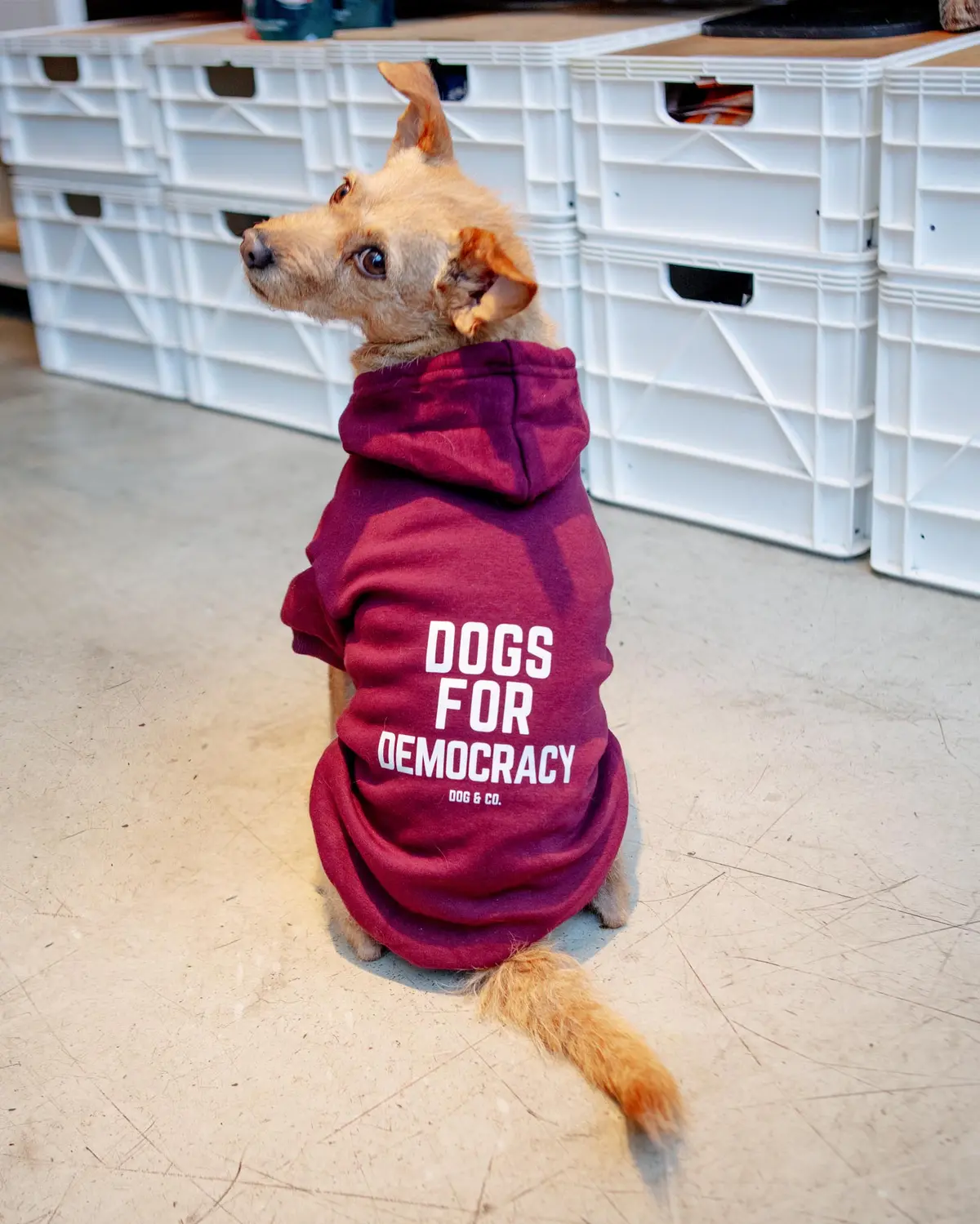 *Dogs For Democracy* Graphic Dog Hoodie (Proceeds Benefit The Aclu) 1
