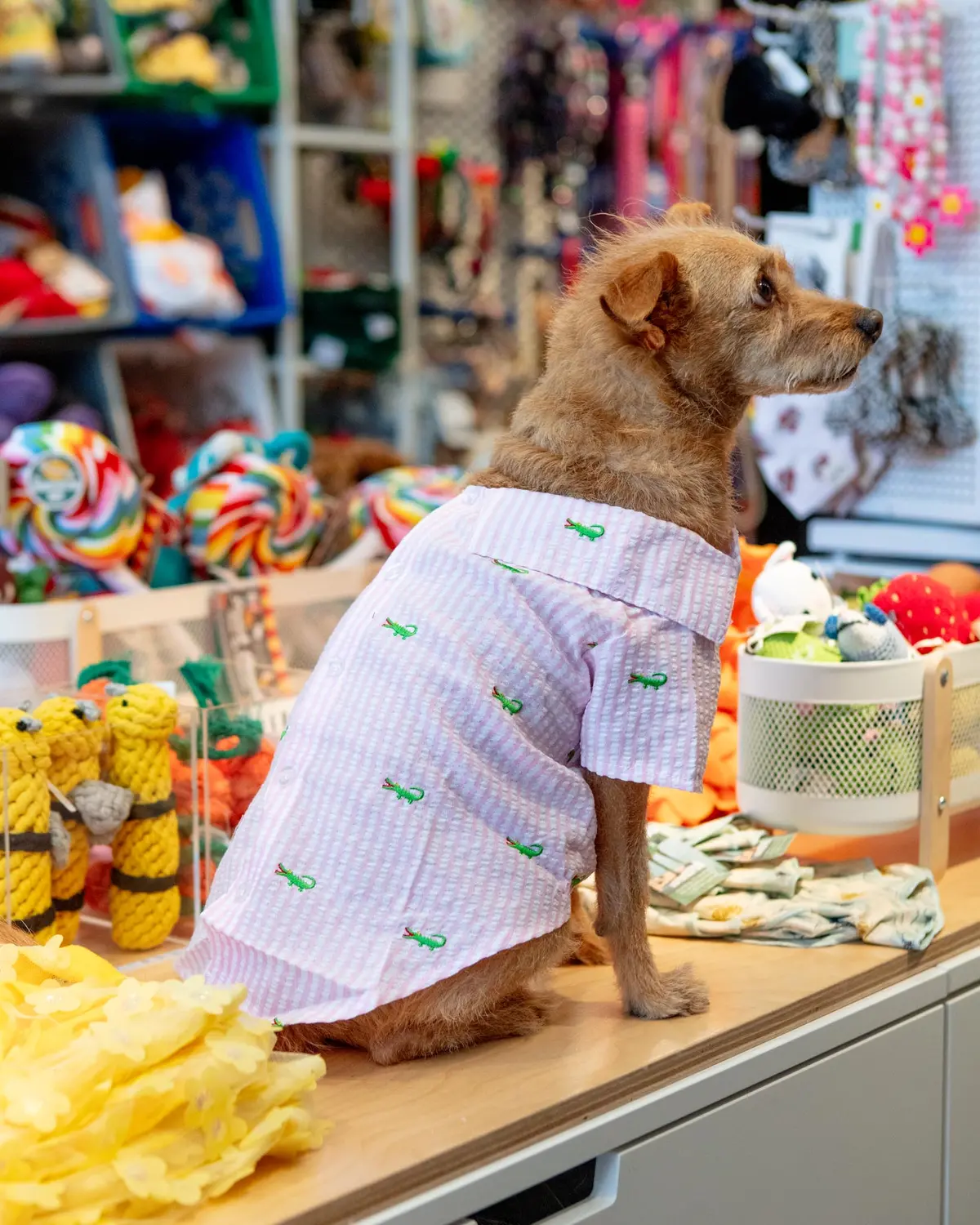 Alligator Pink Stripe Dog Shirt (Final Sale) 1