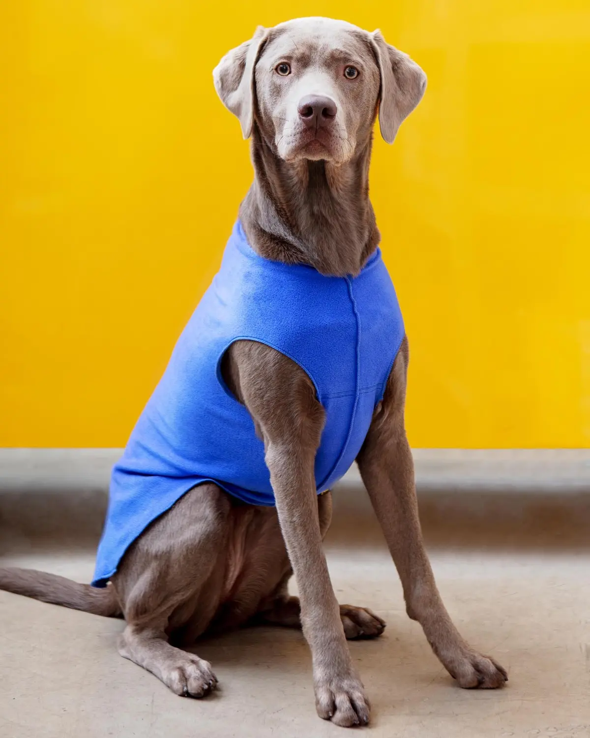Stretch Fleece Pullover In Cornflower Blue 1