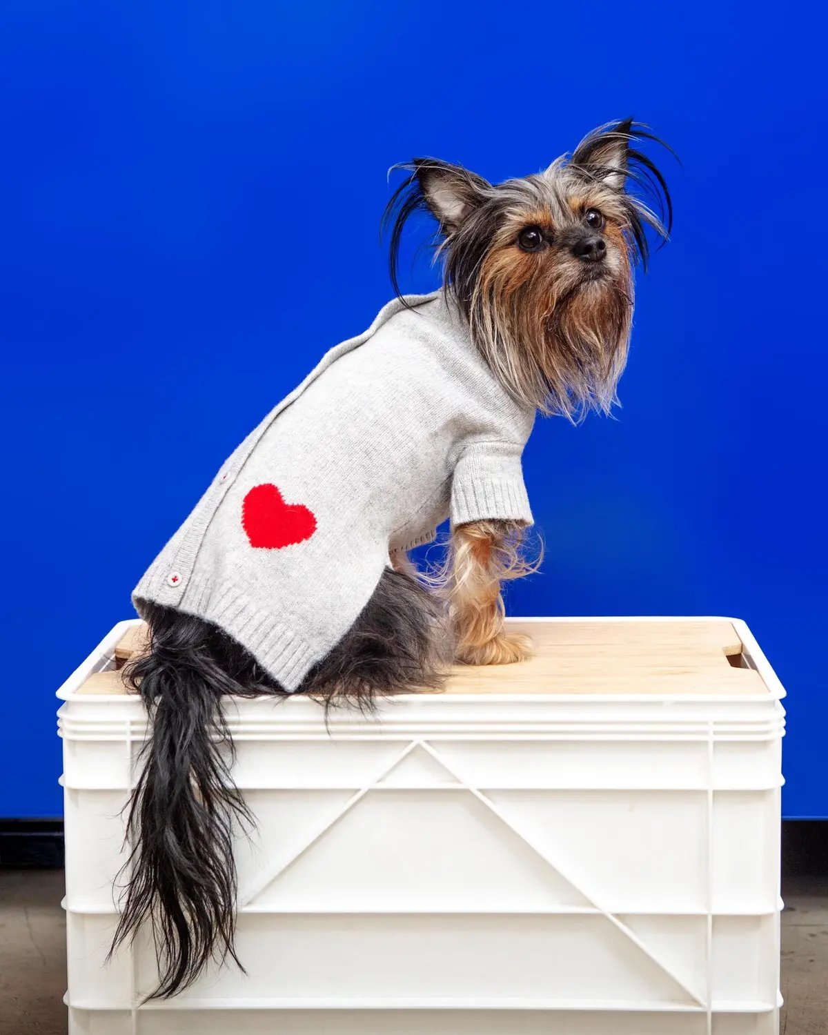 Heart Merino Wool Dog Cardigan Sweater In Grey (Final Sale) 1