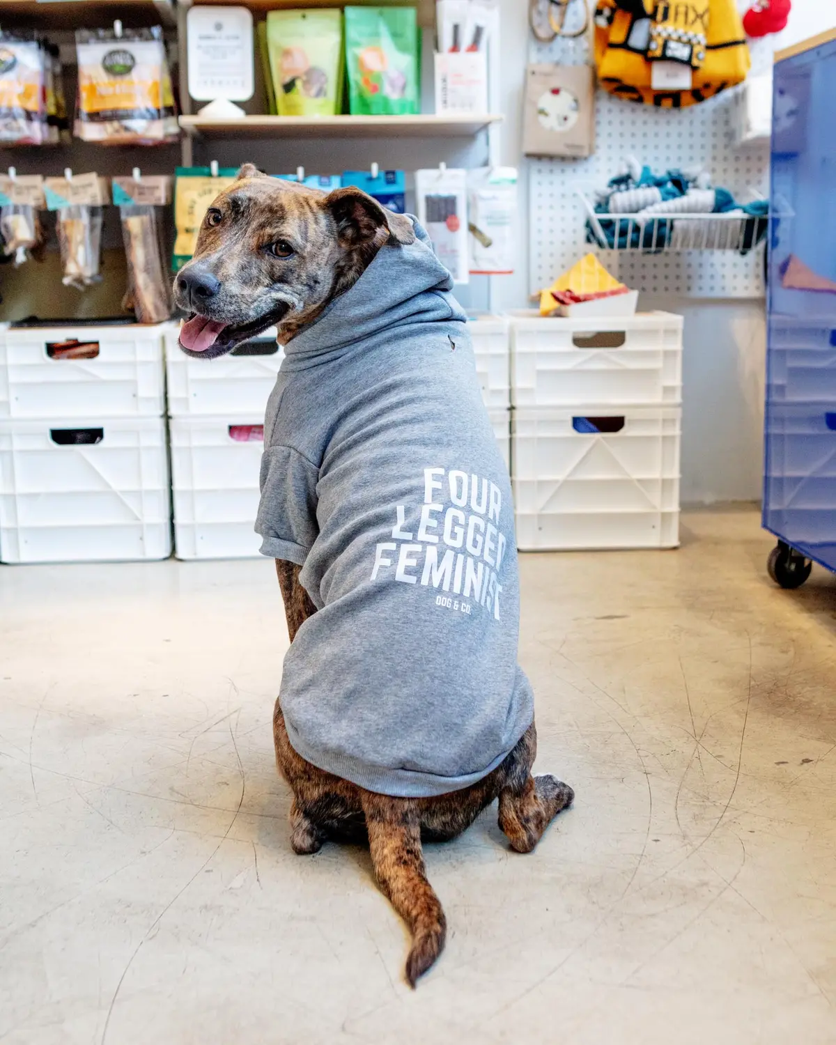*Four Legged Feminist* Graphic Dog Hoodie (Proceeds Benefit The Aclu) 1