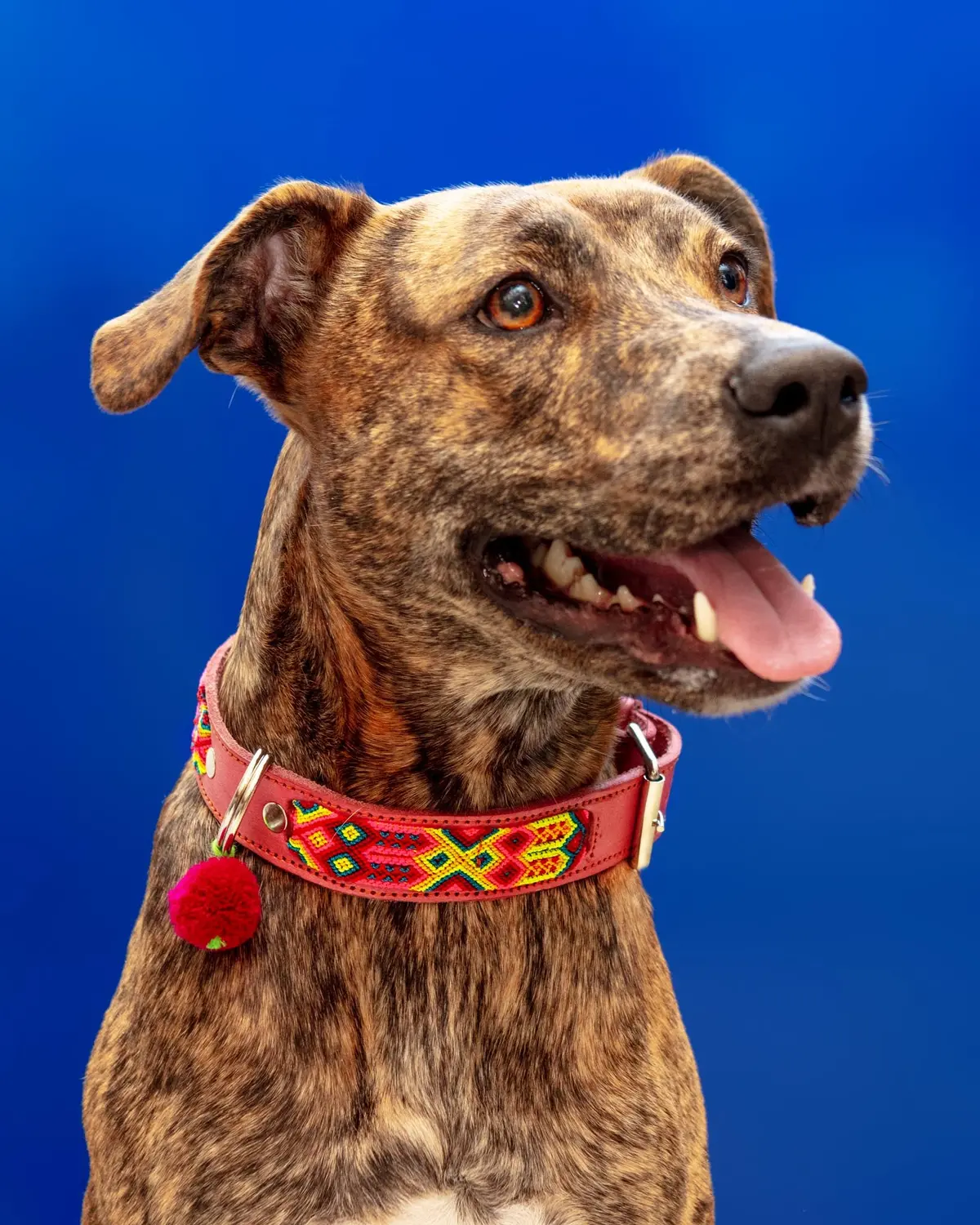 Mexican Boho Inspired Leather Pet Collars 1