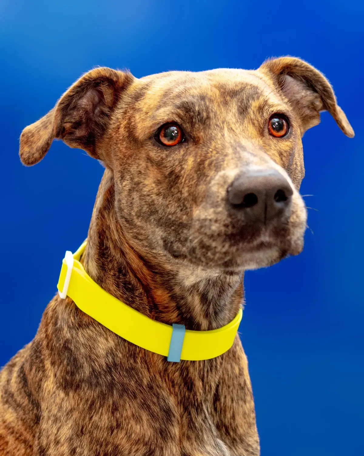 A Walk In The Park Dog Collar In Neon Yellow (Made In The Usa) 1