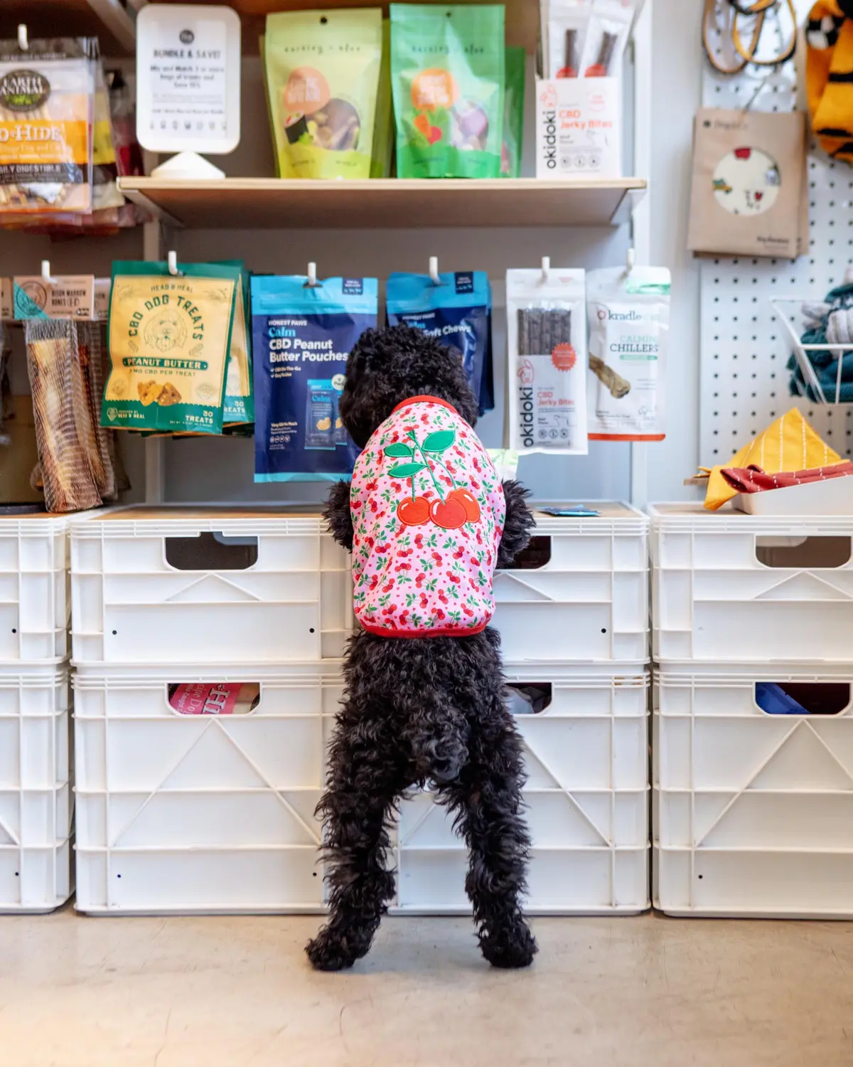 Cherries Jubilee Dog Tee (Final Sale) 1