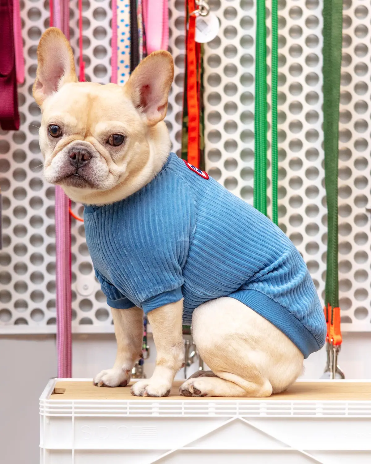 Amber Dog Tee In Sky Blue (Final Sale) 1