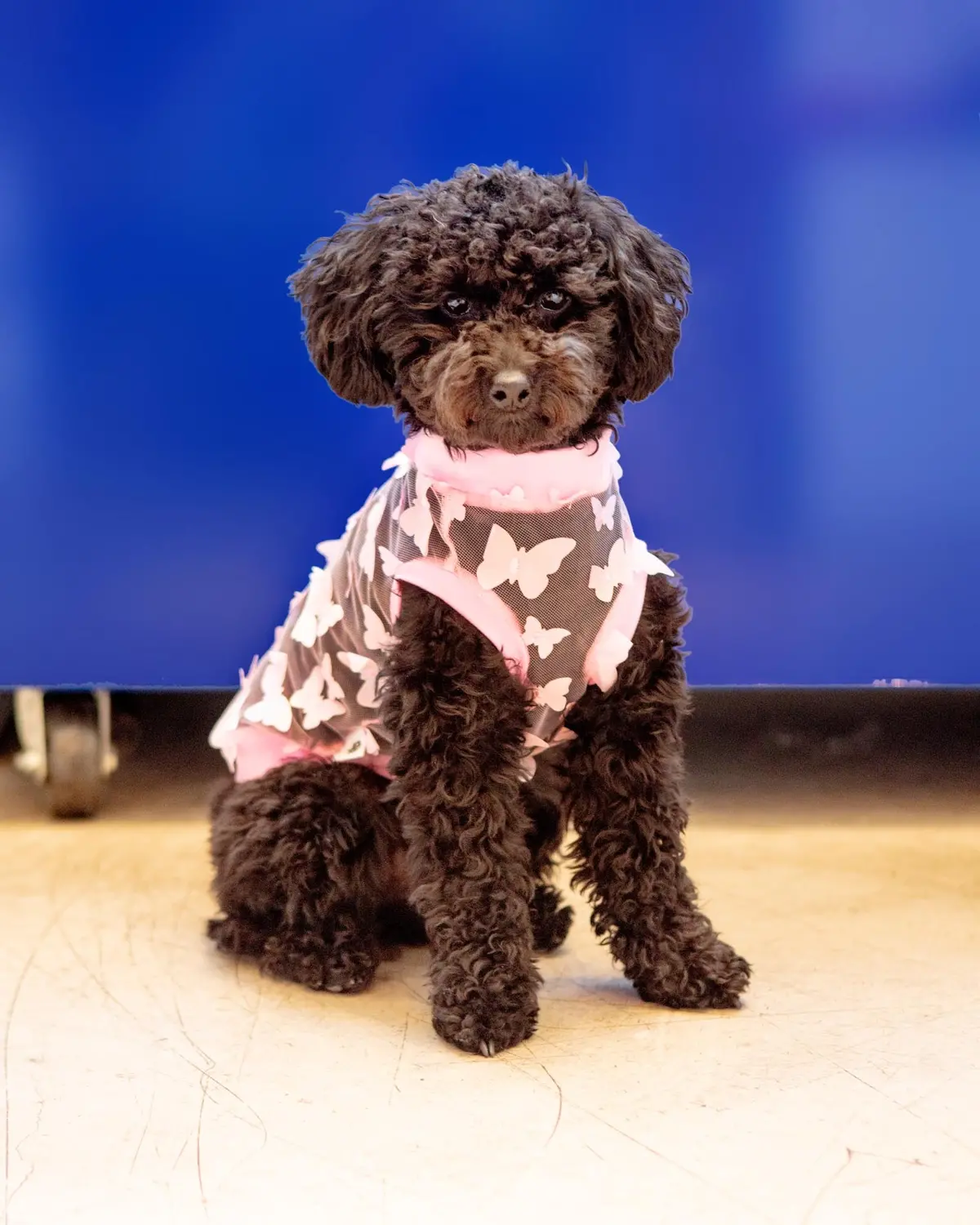 Butterfly Mesh Dog Shirt (Made In The Usa) (Final Sale) 1
