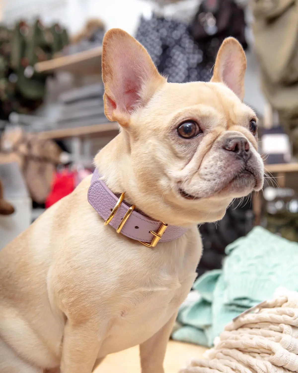 Juno Dog Collar In Lavender Cowhide Leather (Wide) (Made In Italy) (Final Sale) 1