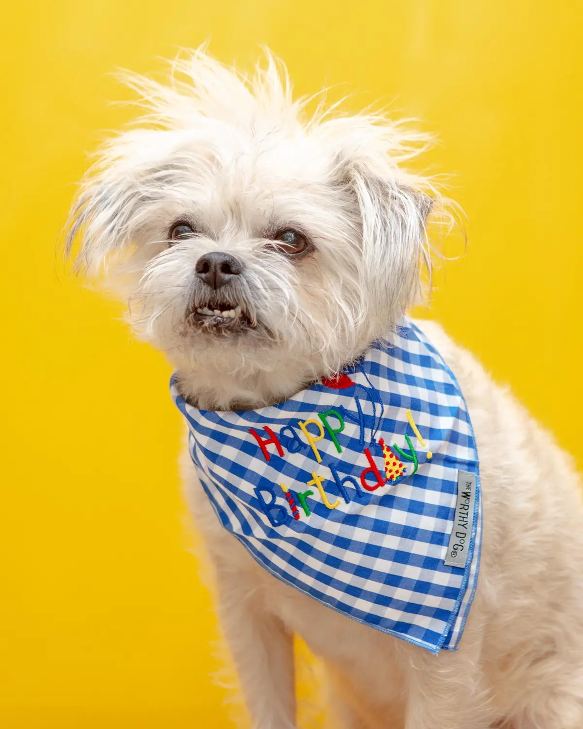 Happy Birthday Gingham Dog Bandana 1
