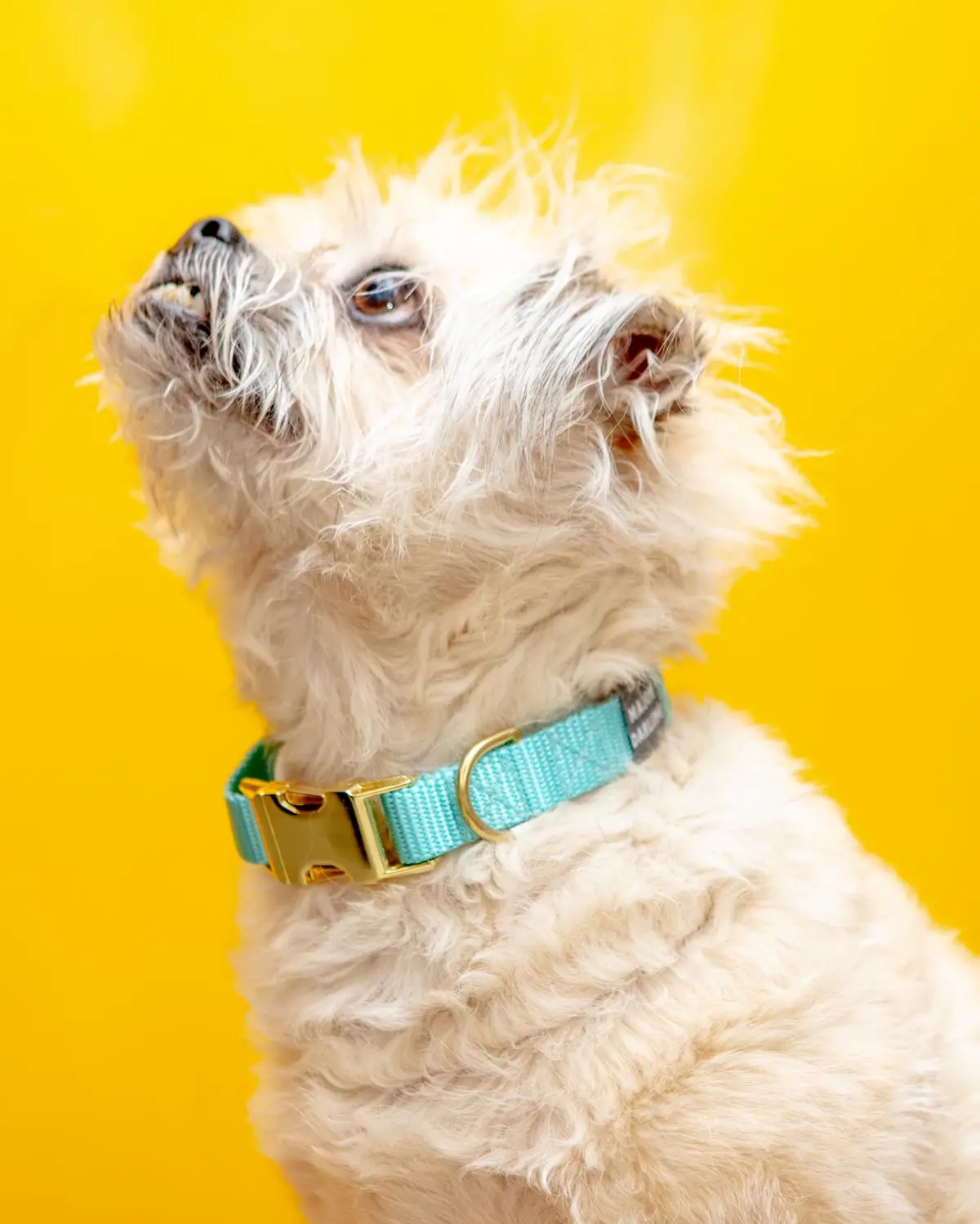 Side-Release Buckle Dog Collar In Aqua (Made In The Usa) 1