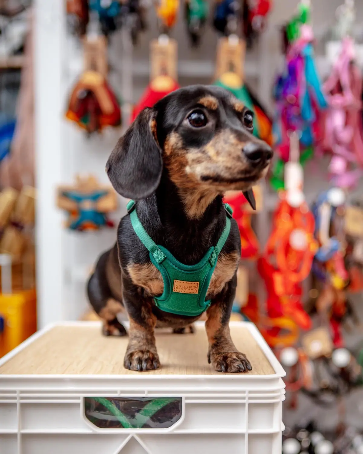 Comfort Dog Harness In Green 1