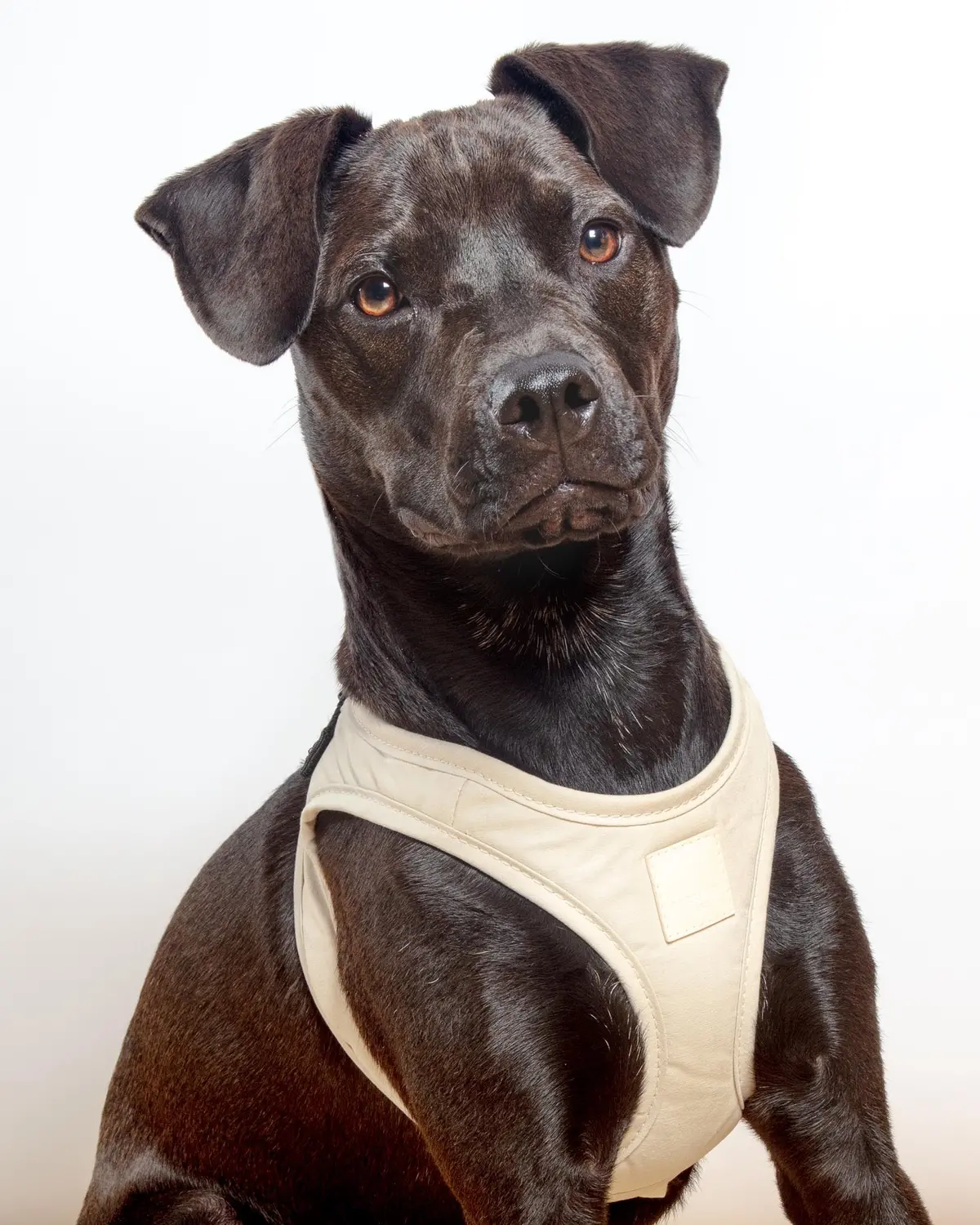 Soft Fabric Step-In Dog Harness In Sandstone 1