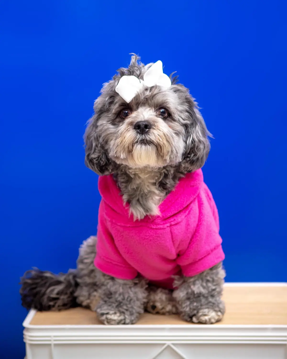 Plush Dog Hoodie In Fuschia (Made In The Usa) (Final Sale) 1
