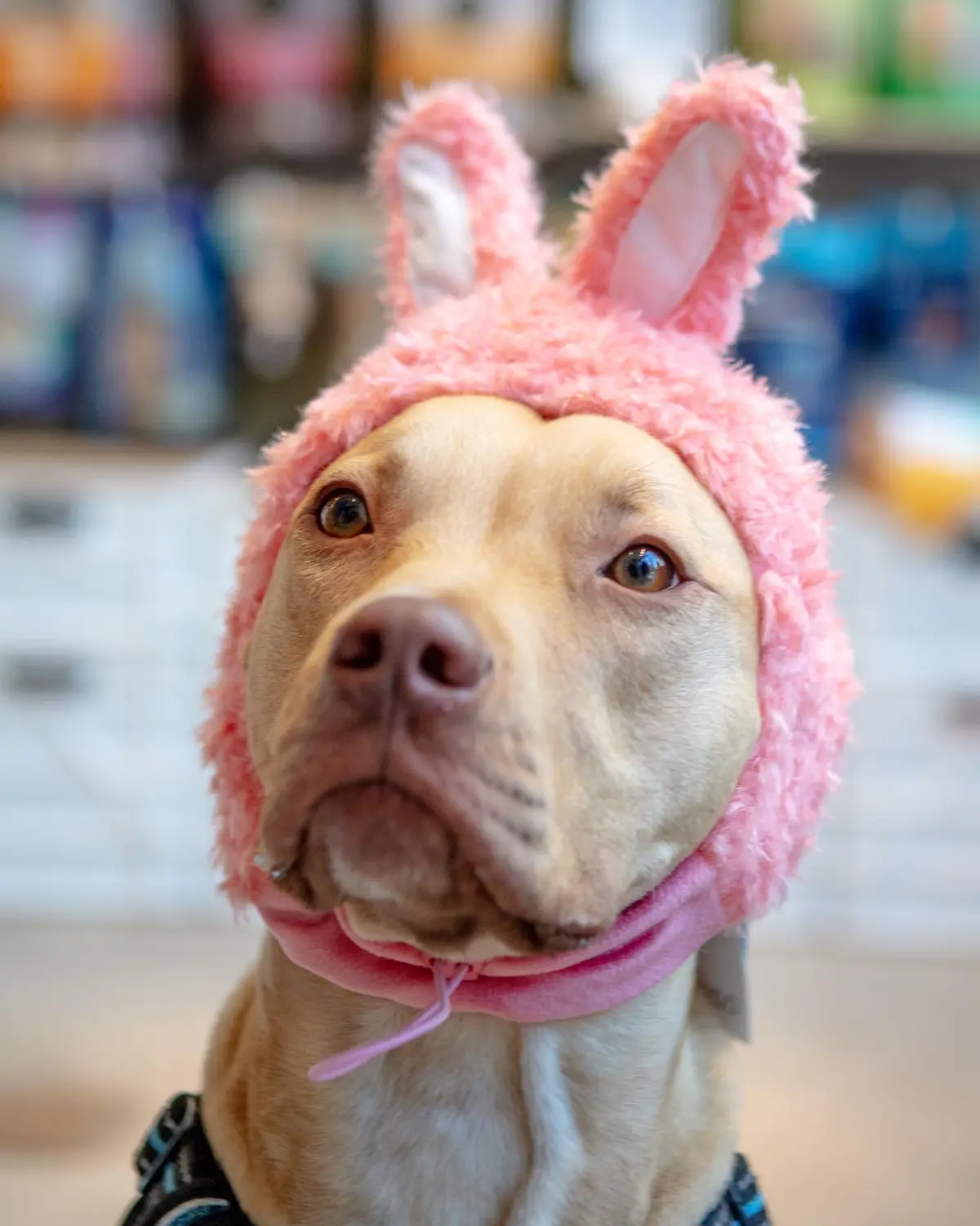 Bunny Ears Hat For Dogs & Cats 1