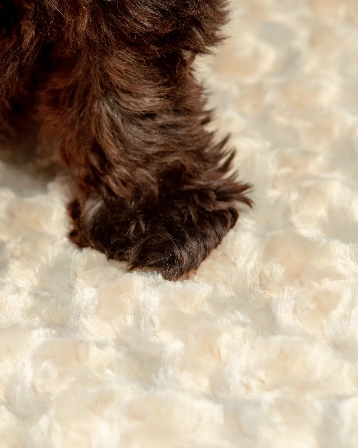 Rosebud Dog Blanket In Tan (Made In The Usa) 2