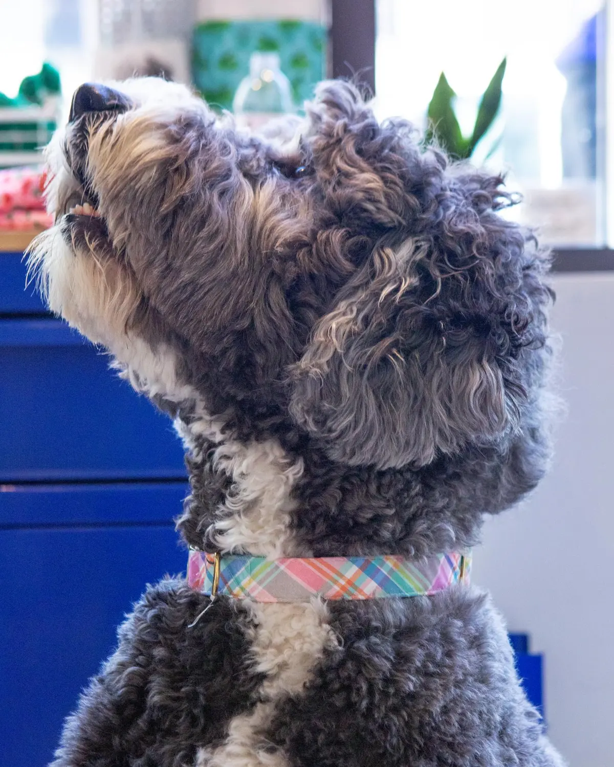 Blooming Plaid Dog Collar (Made In The Usa) (Final Sale) 1