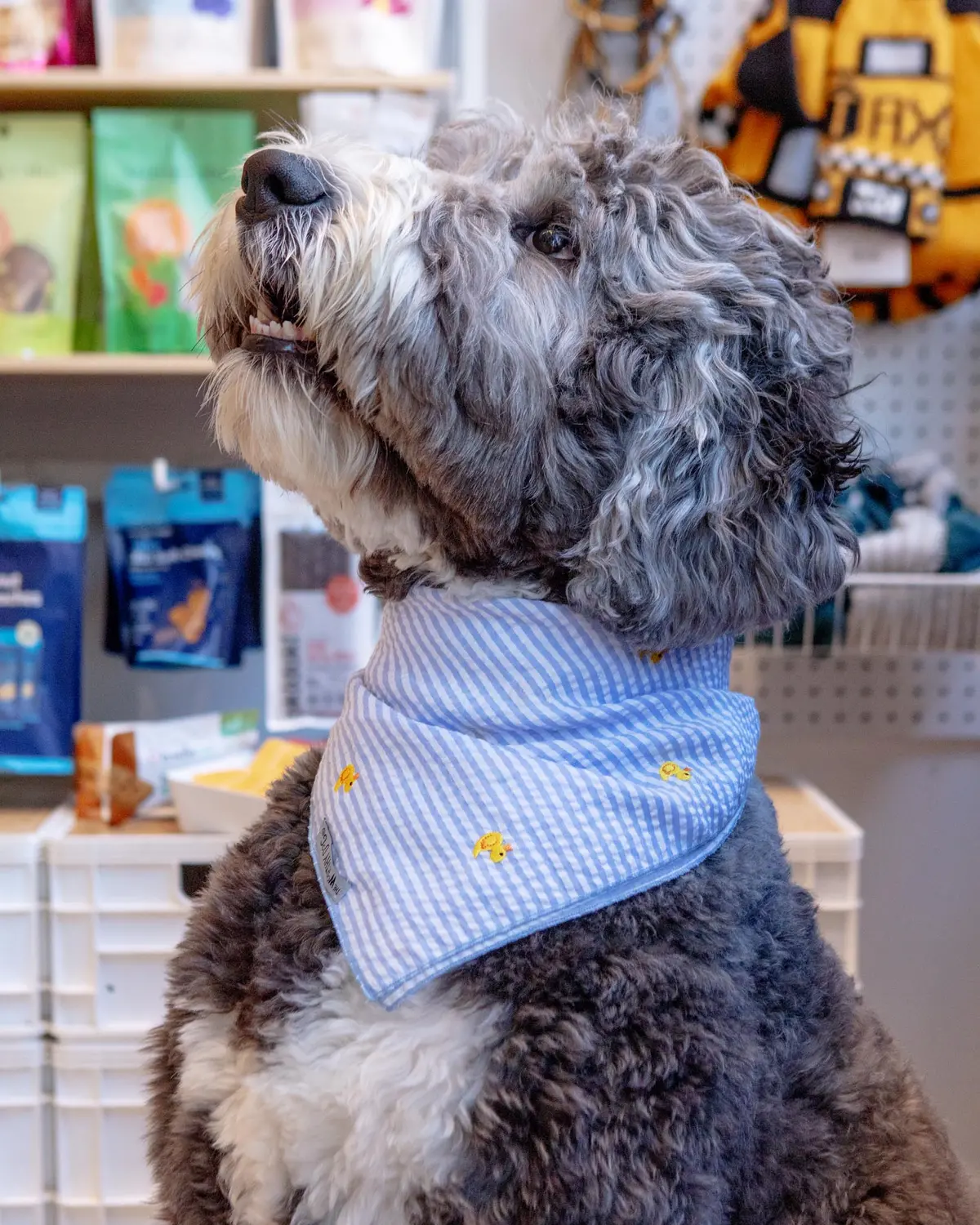 Blue Stripe With Rubber Duck Dog Bandana 1