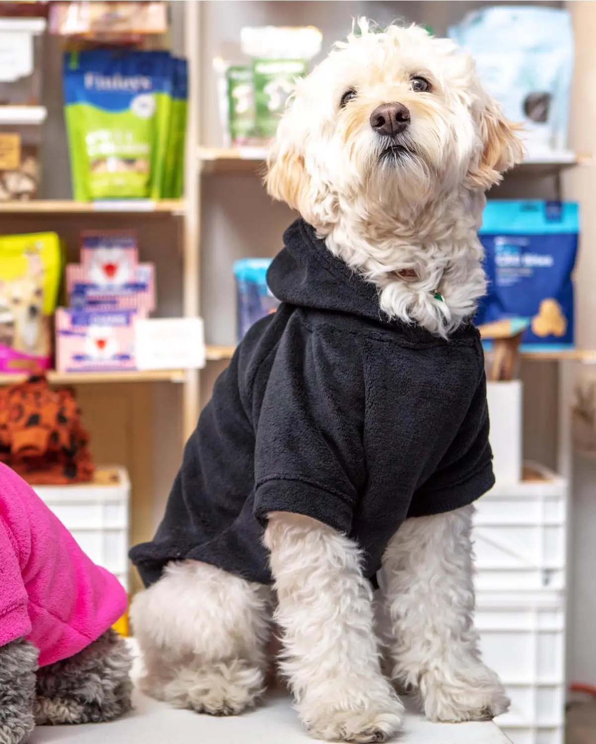 Plush Dog Hoodie In Black (Made In The Usa) 1