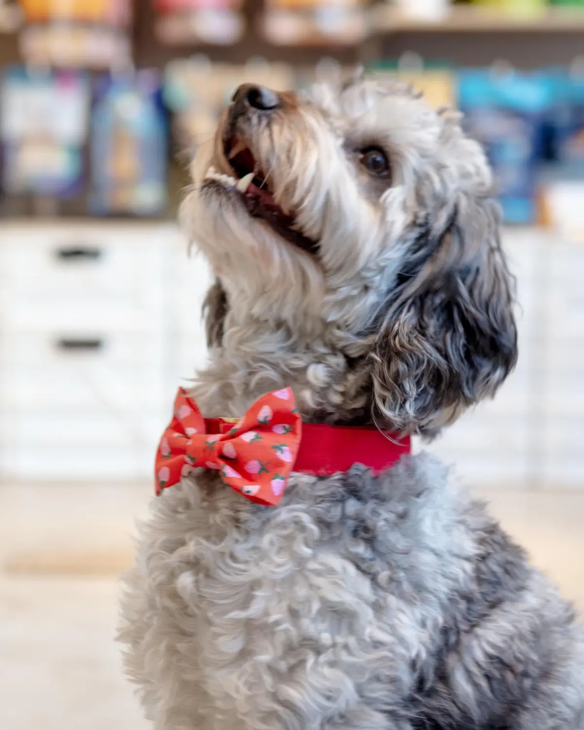 Berry Sweet Dog Bow Tie (Made In The Usa) 1