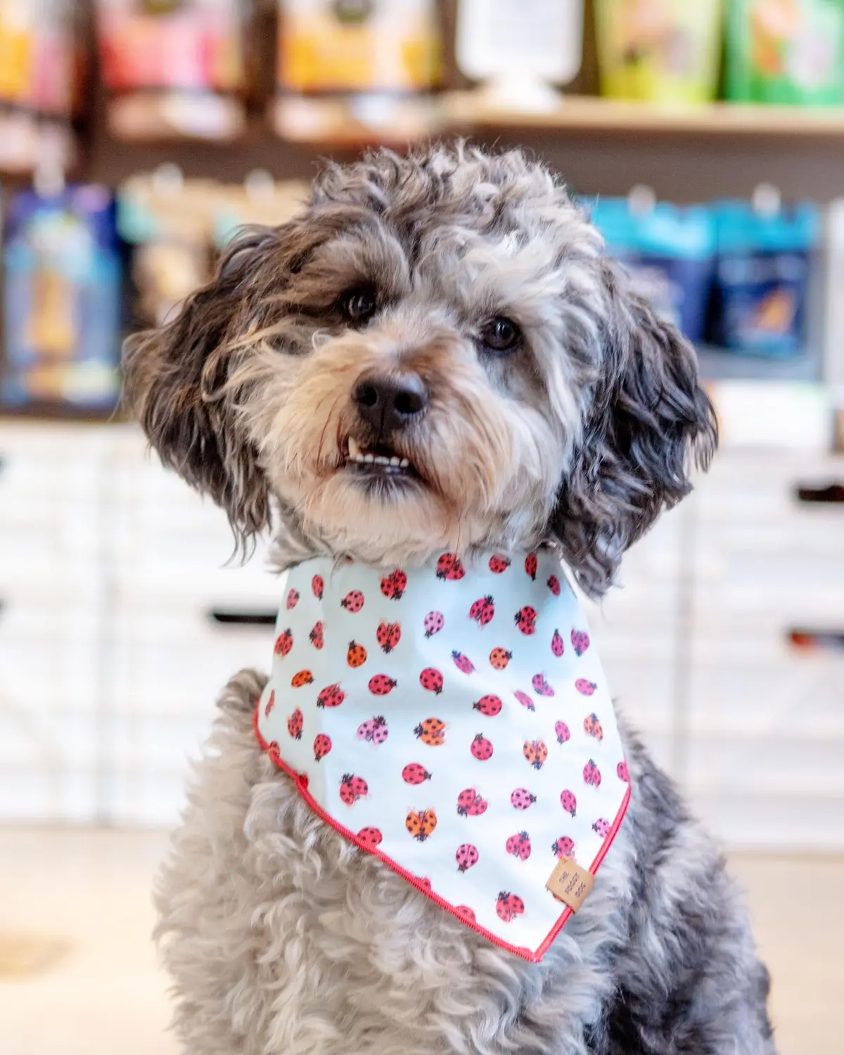 Love Bug Spring Dog Bandana (Made In The Usa) (Final Sale) 1