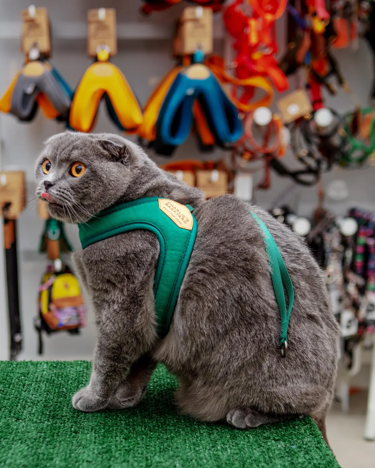 Adjustable Easy Dog Harness In Green 1