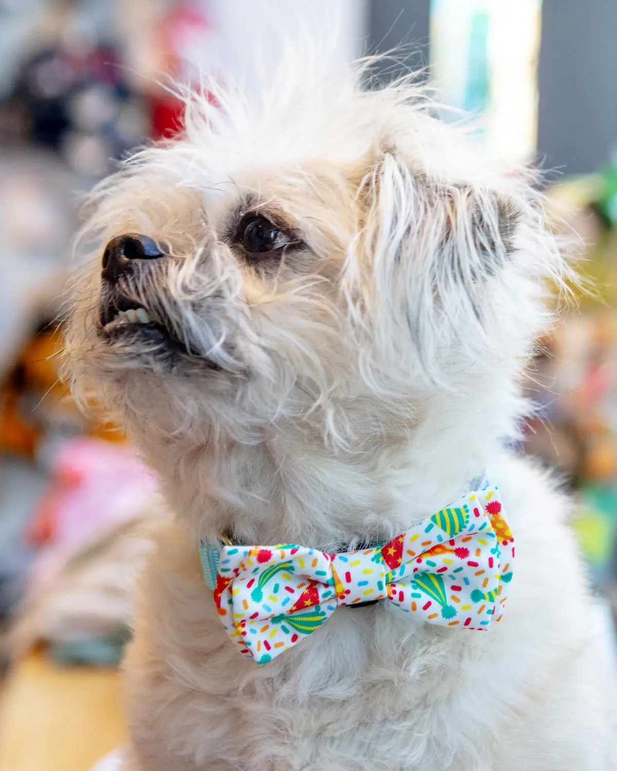 Celebrate Pet Bow Tie 1