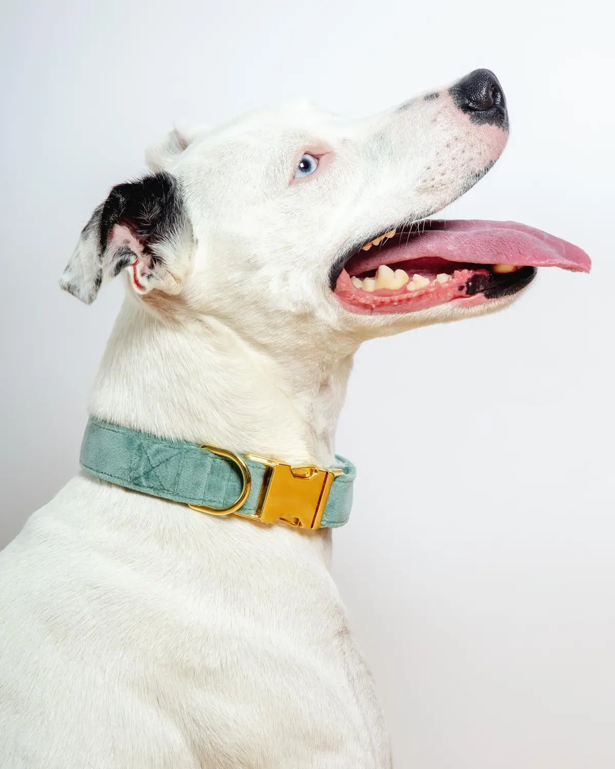 Sage Velvet Dog Collar (Made In The Usa) (Final Sale) 1