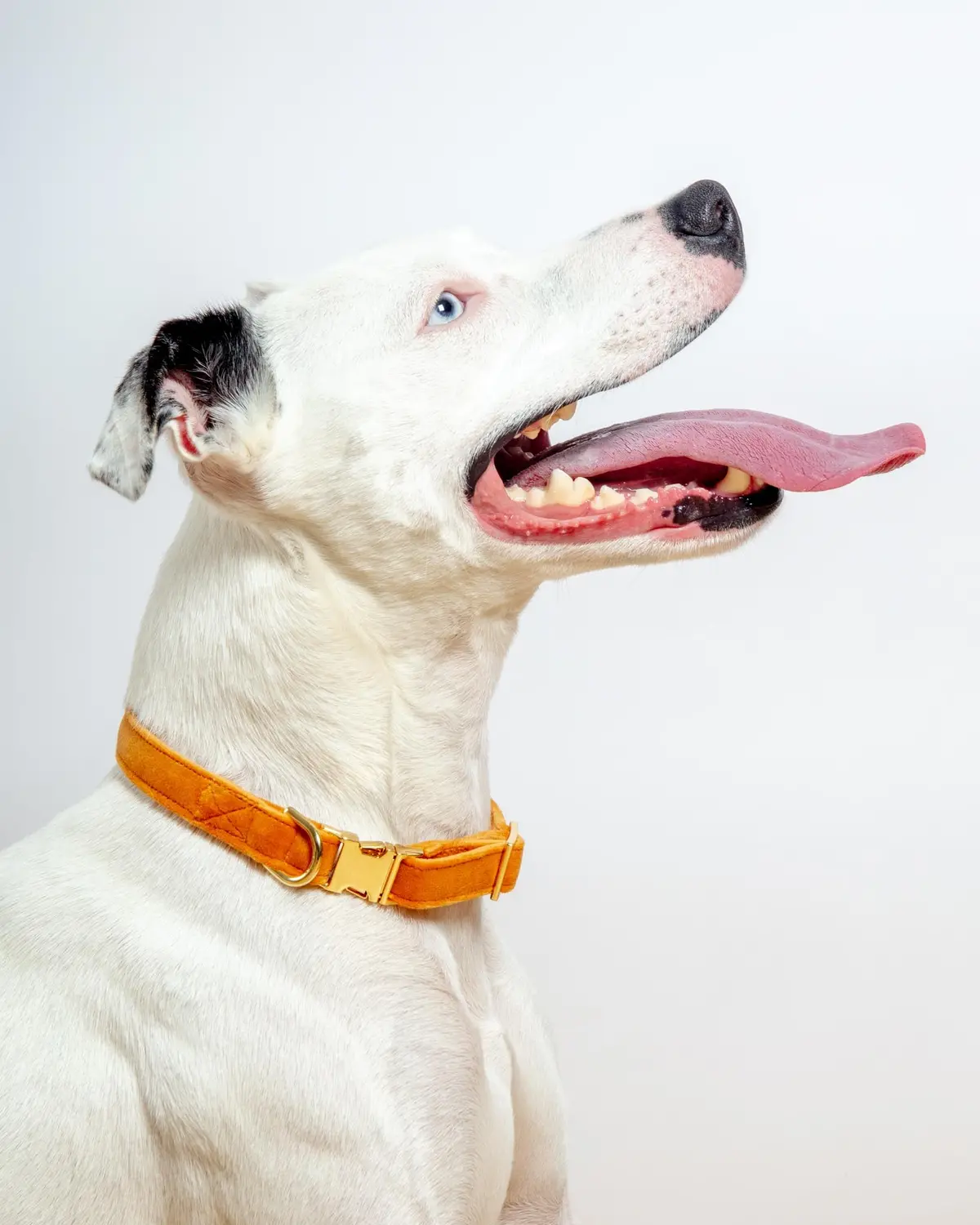 Honey Velvet Dog Collar (Made In The Usa) (Final Sale) 1