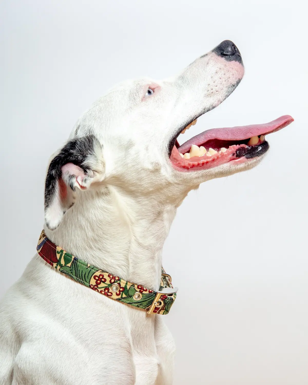 William Morris Golden Lily Dog Collar 1