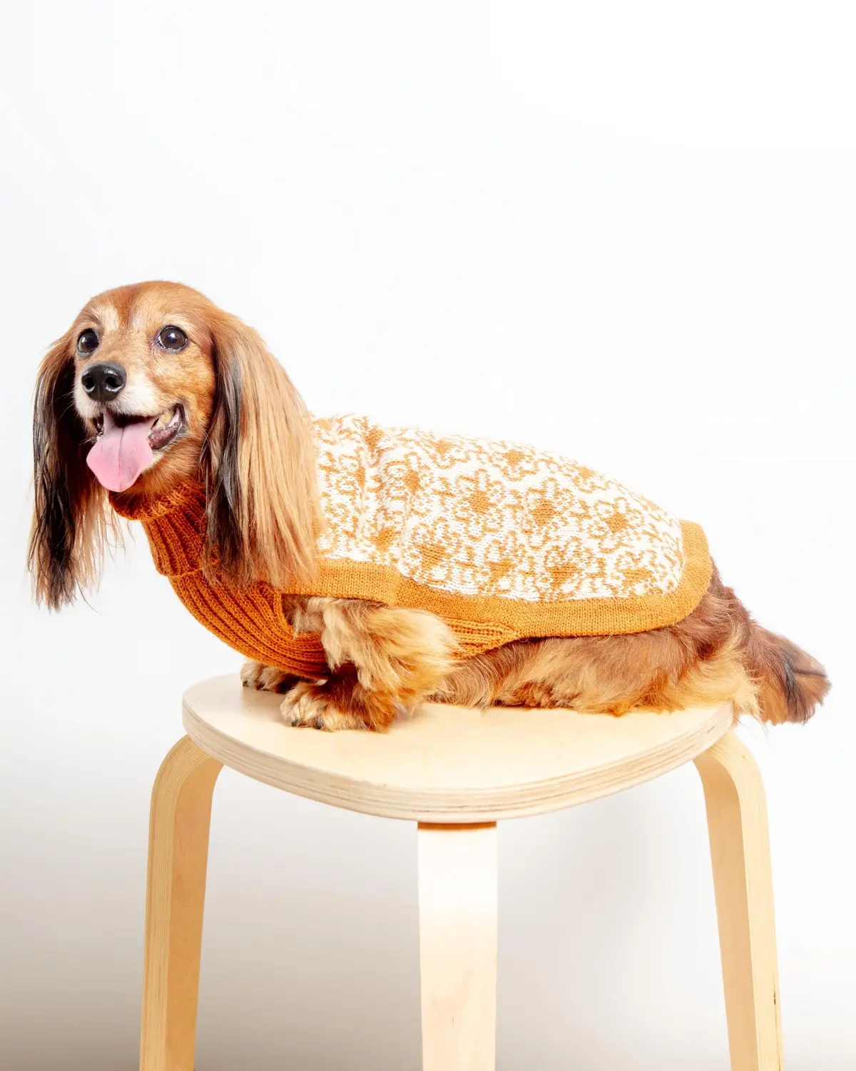 Buttercup Alpaca Dog Sweater (Final Sale) 1