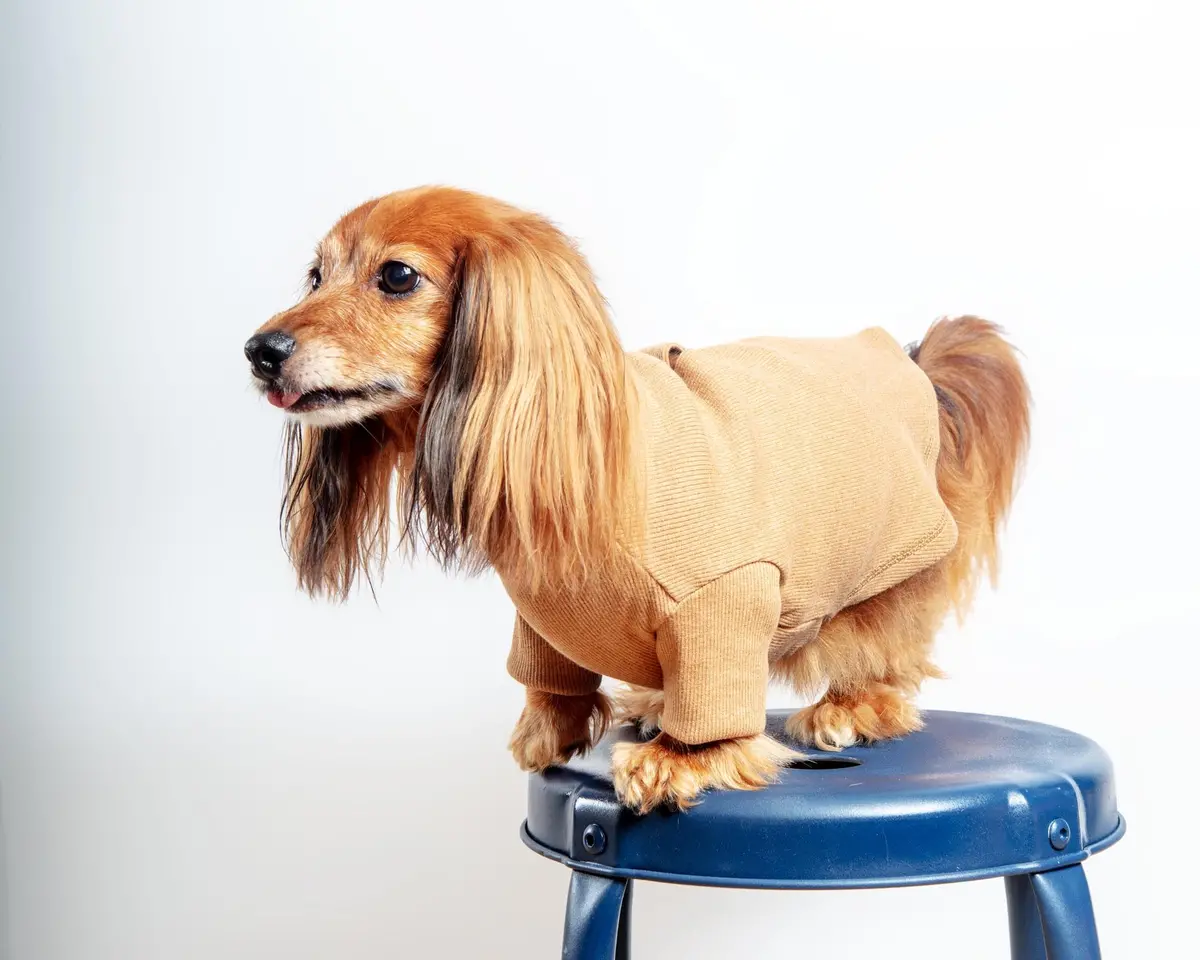 Toffee Organic Pima Cotton Dog Shirt (Final Sale) 3