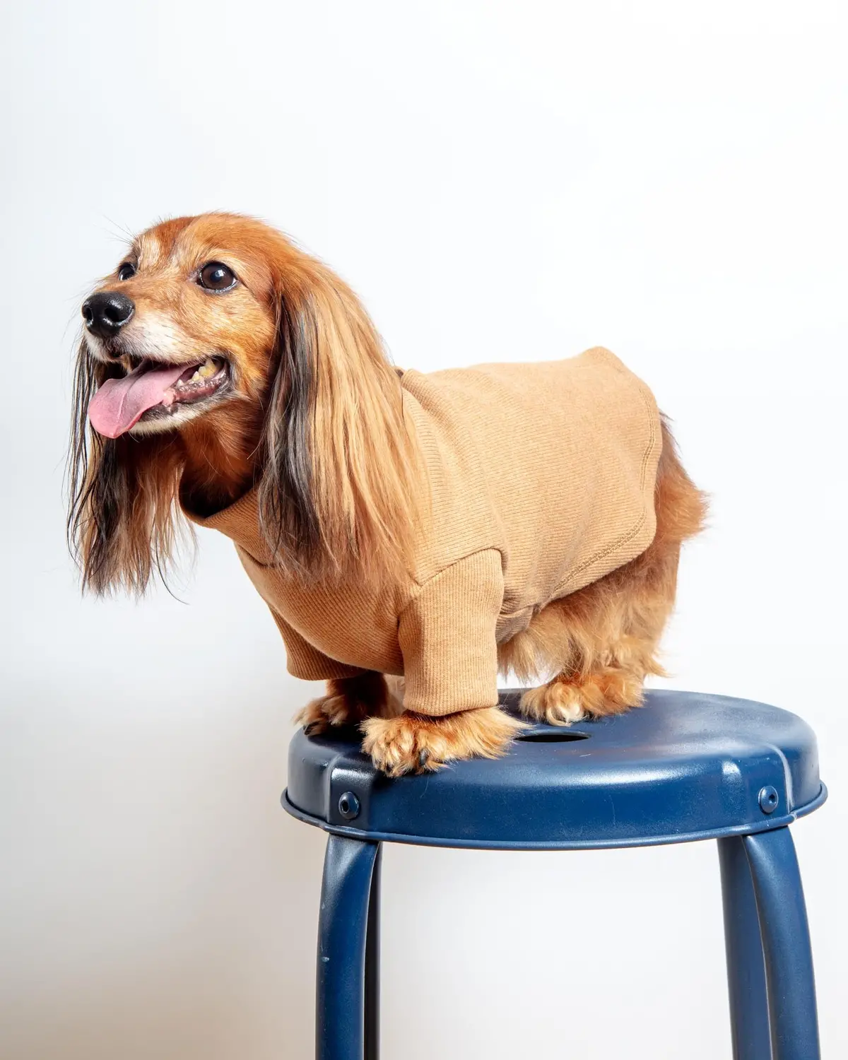 Toffee Organic Pima Cotton Dog Shirt (Final Sale) 4