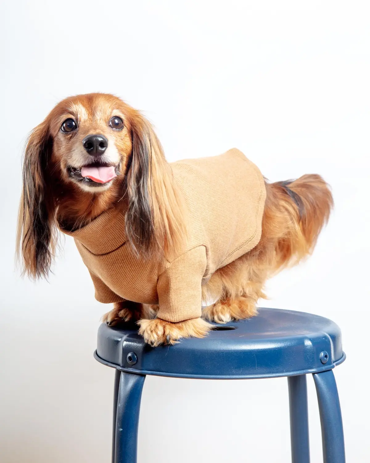 Toffee Organic Pima Cotton Dog Shirt (Final Sale) 1