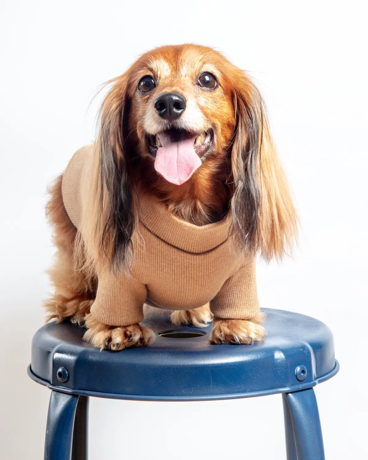 Toffee Organic Pima Cotton Dog Shirt (Final Sale) 2