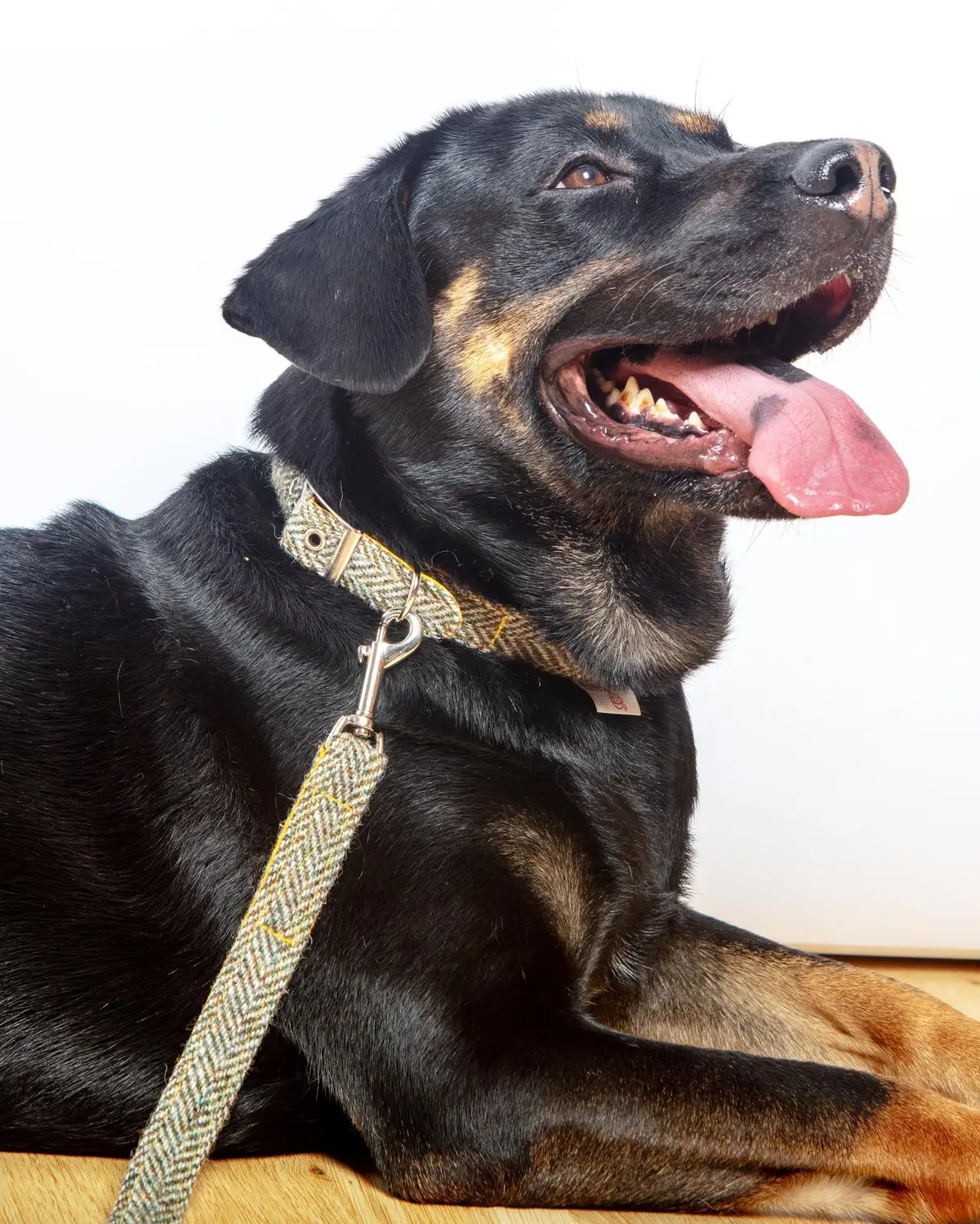 Eriskay Tweed Collar + Leash Set (Made In The Uk) 1