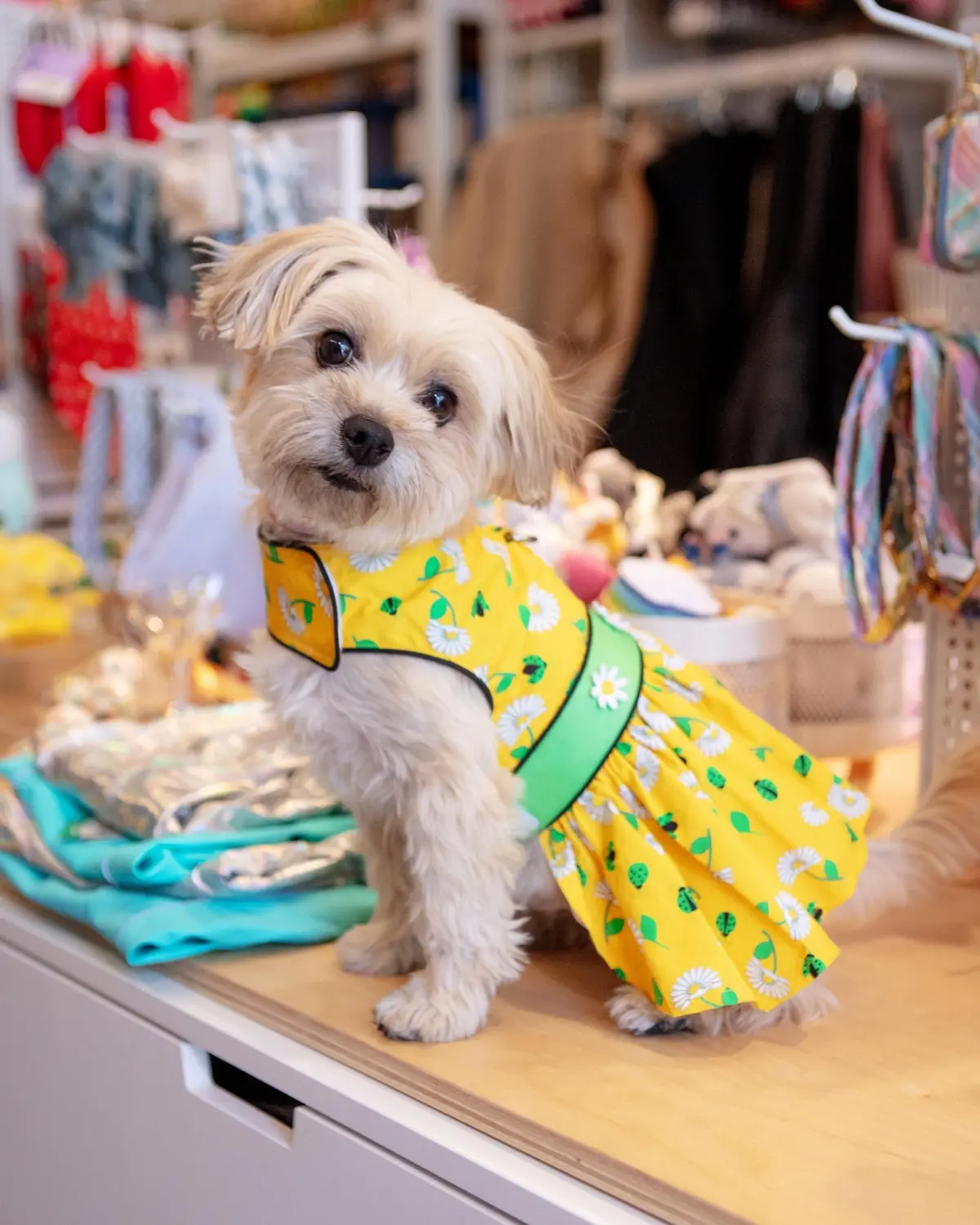 Retro Daisies Ladybug Dress For Dogs 1