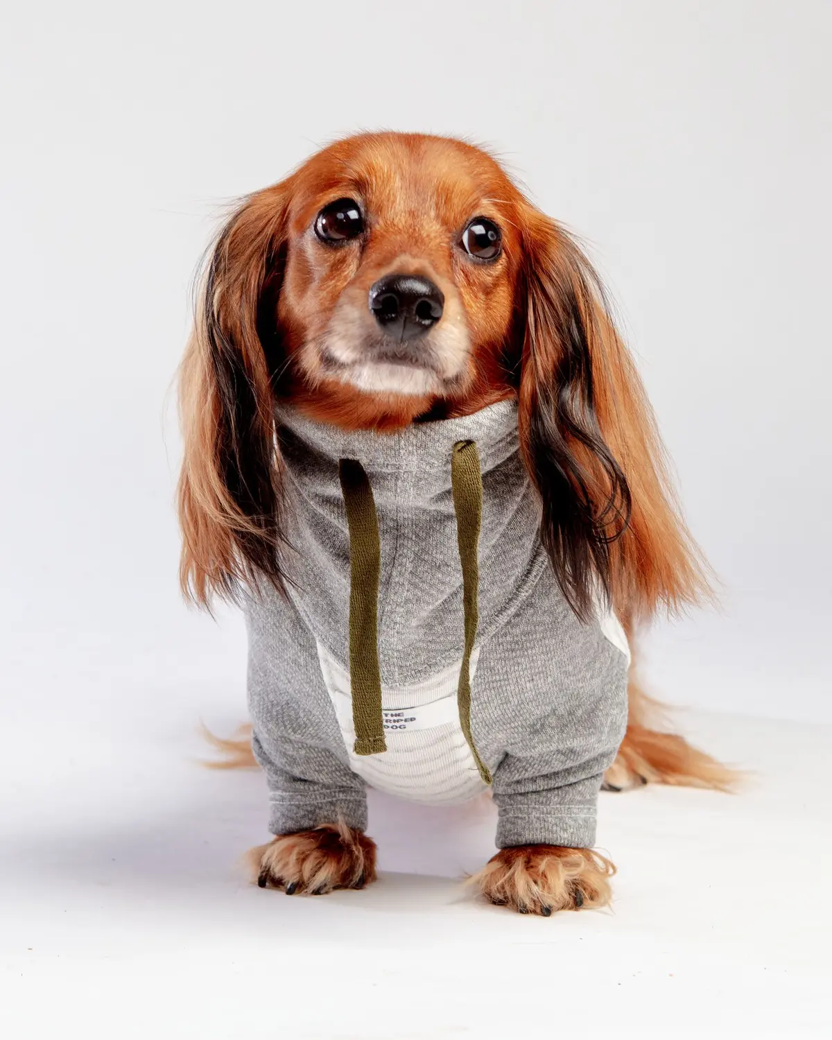 Oxford Stripe Dog Funnel Neck Pullover<Br>((Clearance) 1